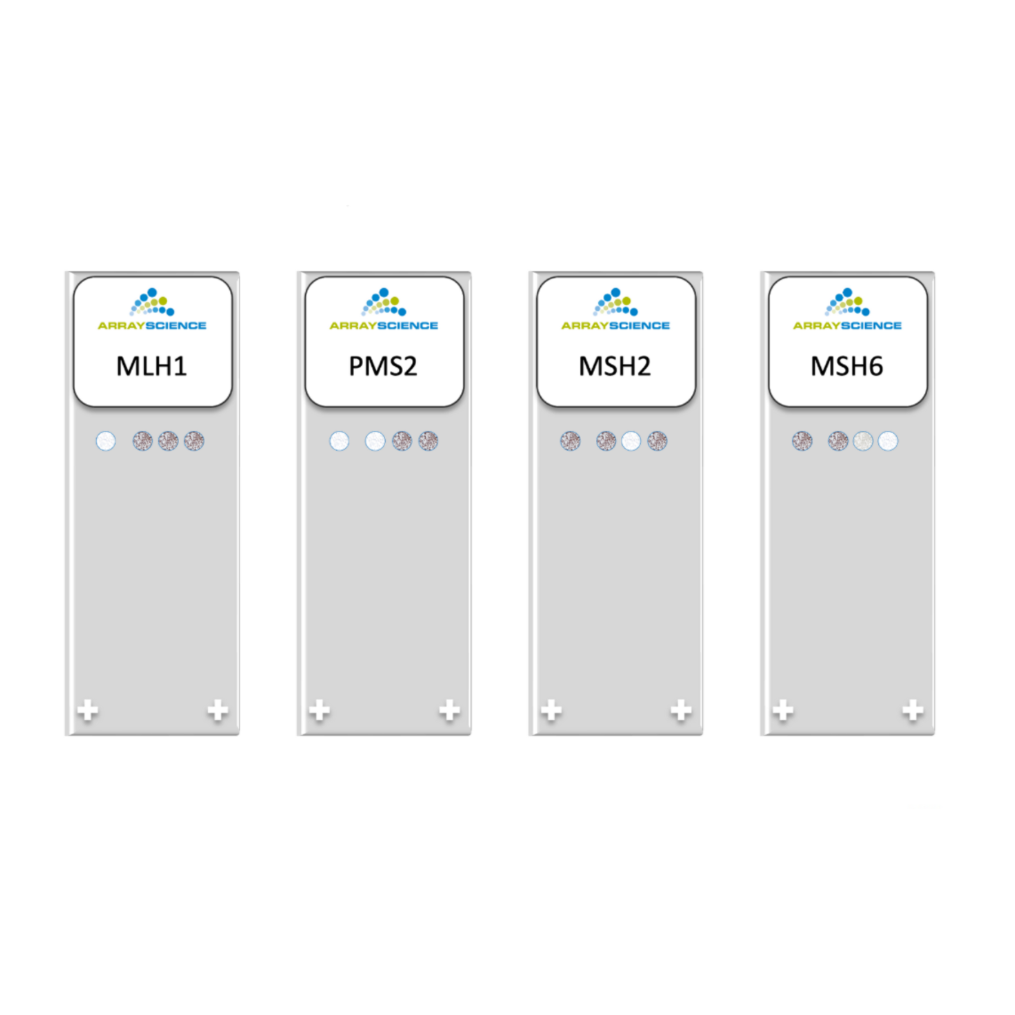 Four stylized images of microscope slides with cell cultures expressing MMR markers (MLH1, PMS2, MSH2, and MSH6)
