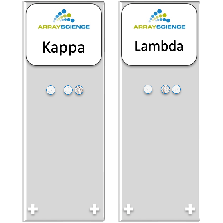 Two stylized microscope slides of cell cultures for use of detection of Kappa and Lambda Immunoglobulin Light Chains