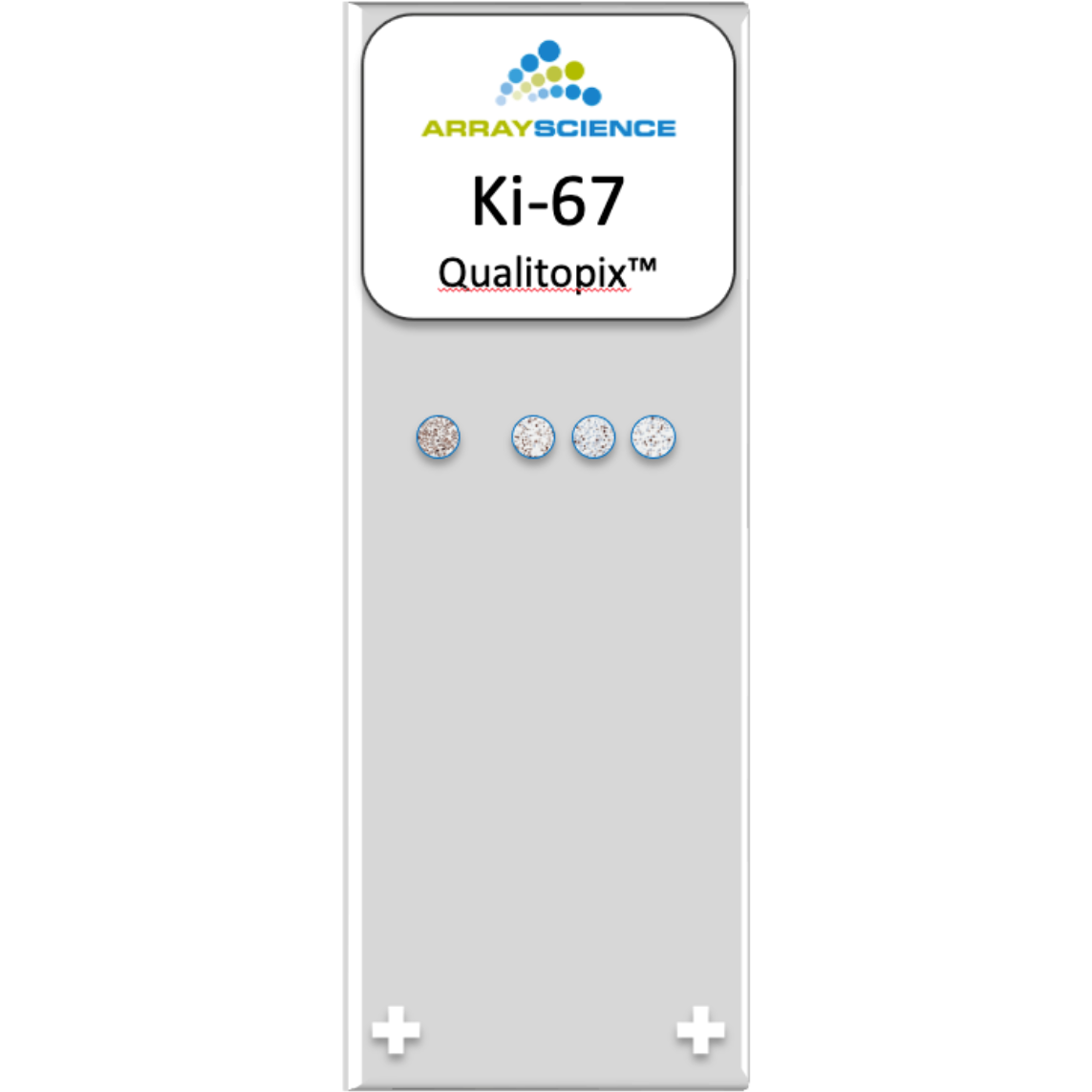 A stylized image of a microscope slides with four cell culture cores expressing different levels of Ki-67 positivity. 