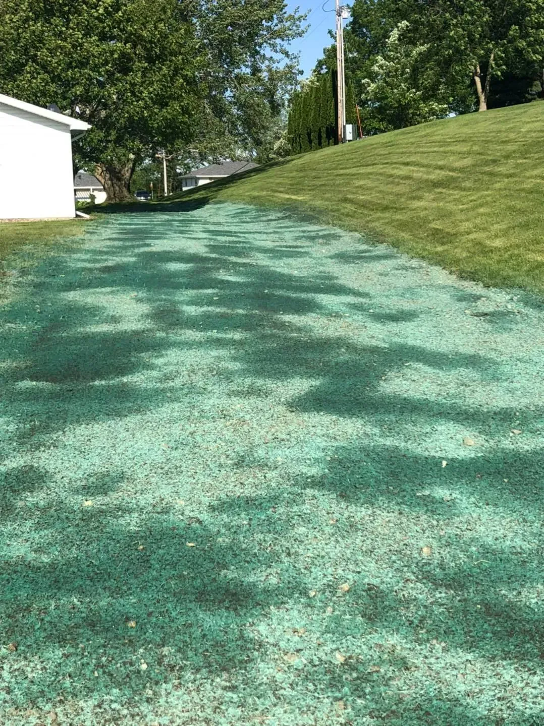 A sloped area of lawn recently treated with green hydroseed mulch, situated next to a white building and grassy hillside.