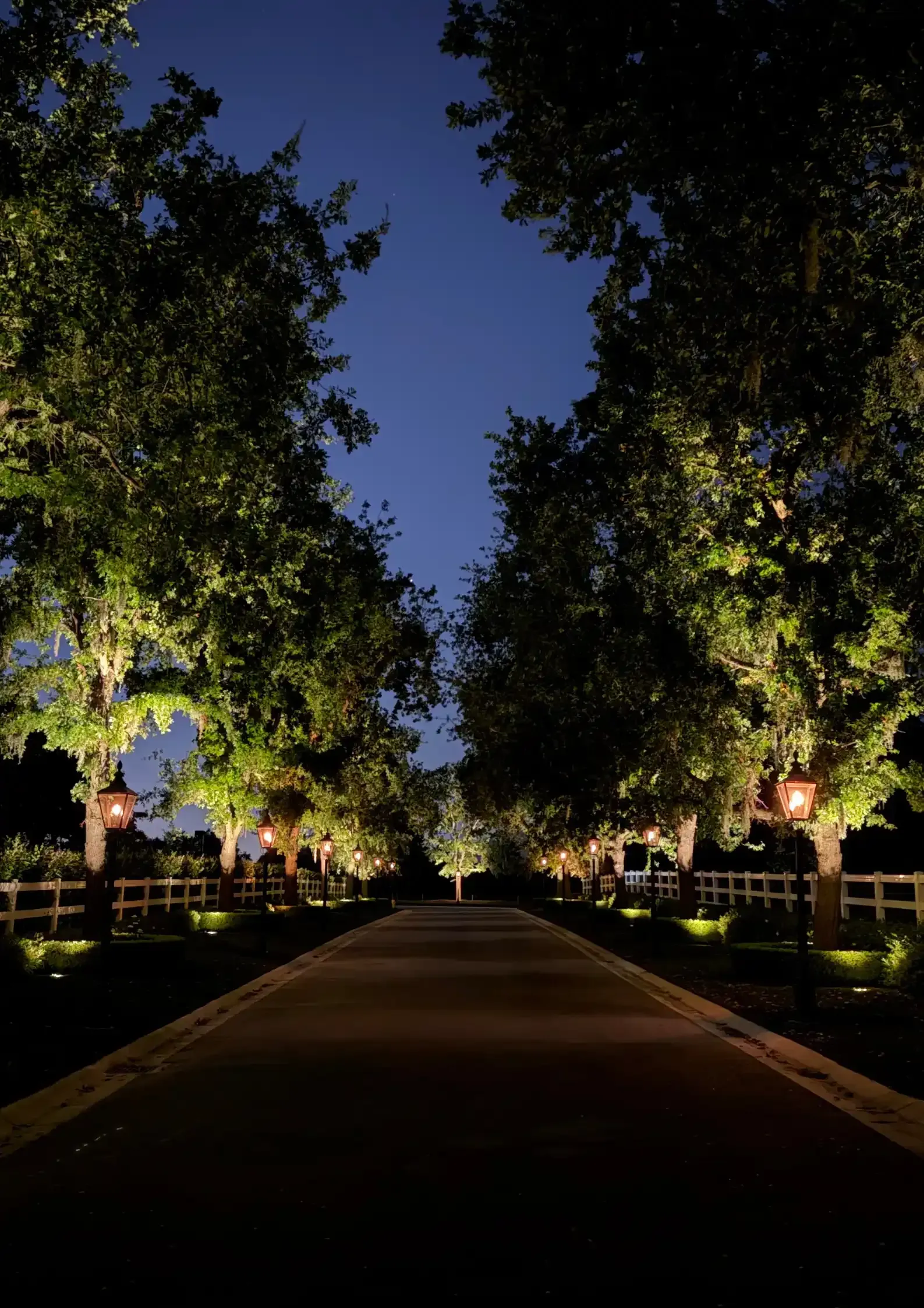Nighttime tree-lined path lit by warm lights, leading into the distance under a deep blue sky Nighttime tree-lined path lit by warm lights, leading into the distance under a deep blue sky