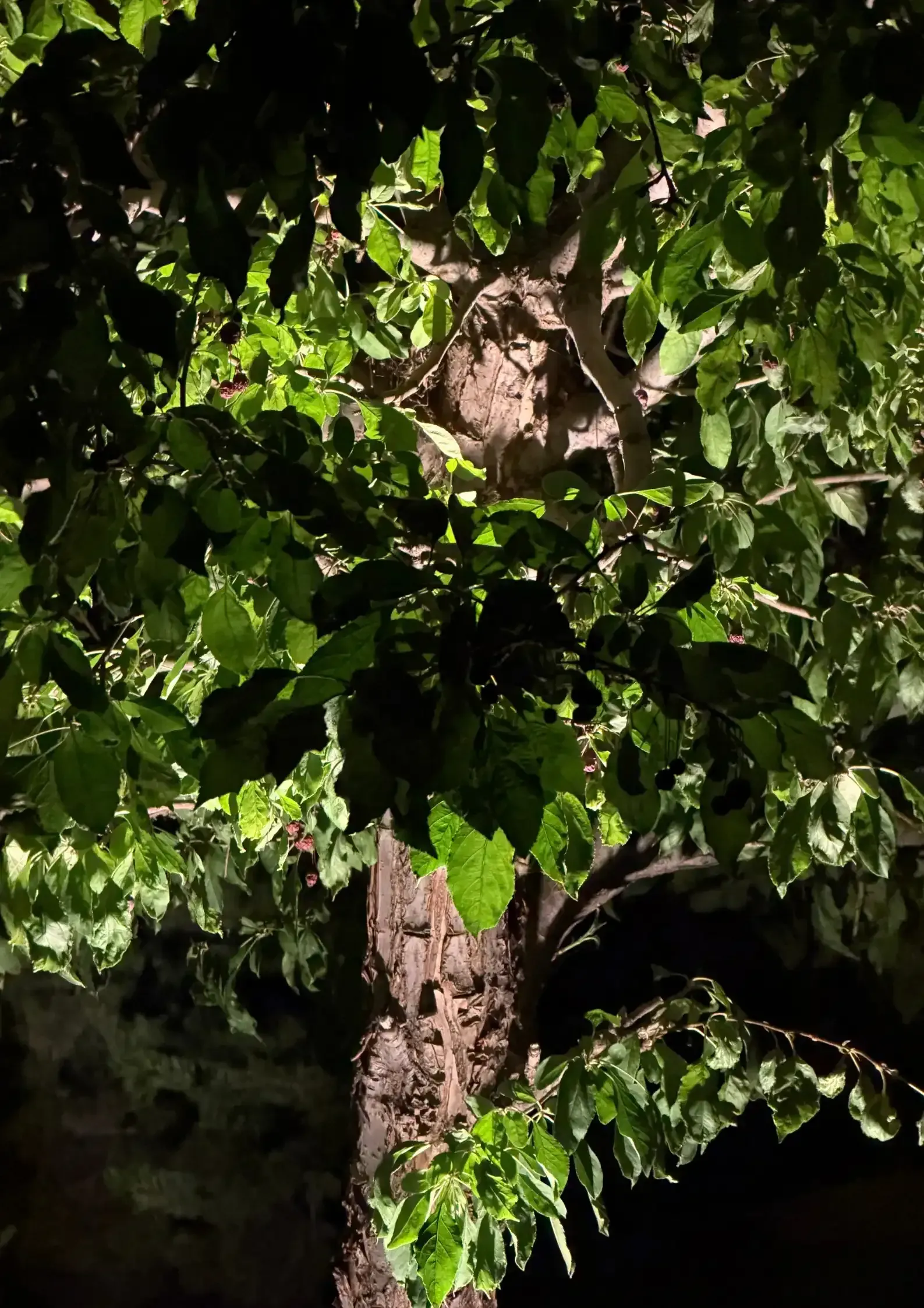 Tree trunk and green leaves lit by sunlight against a dark background Tree trunk and green leaves lit by sunlight against a dark background