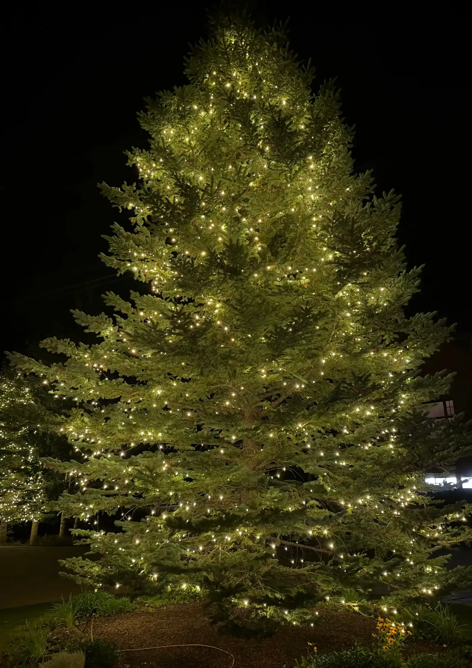 Lit outdoor Christmas tree covered in warm white lights at night Lit outdoor Christmas tree covered in warm white lights at night