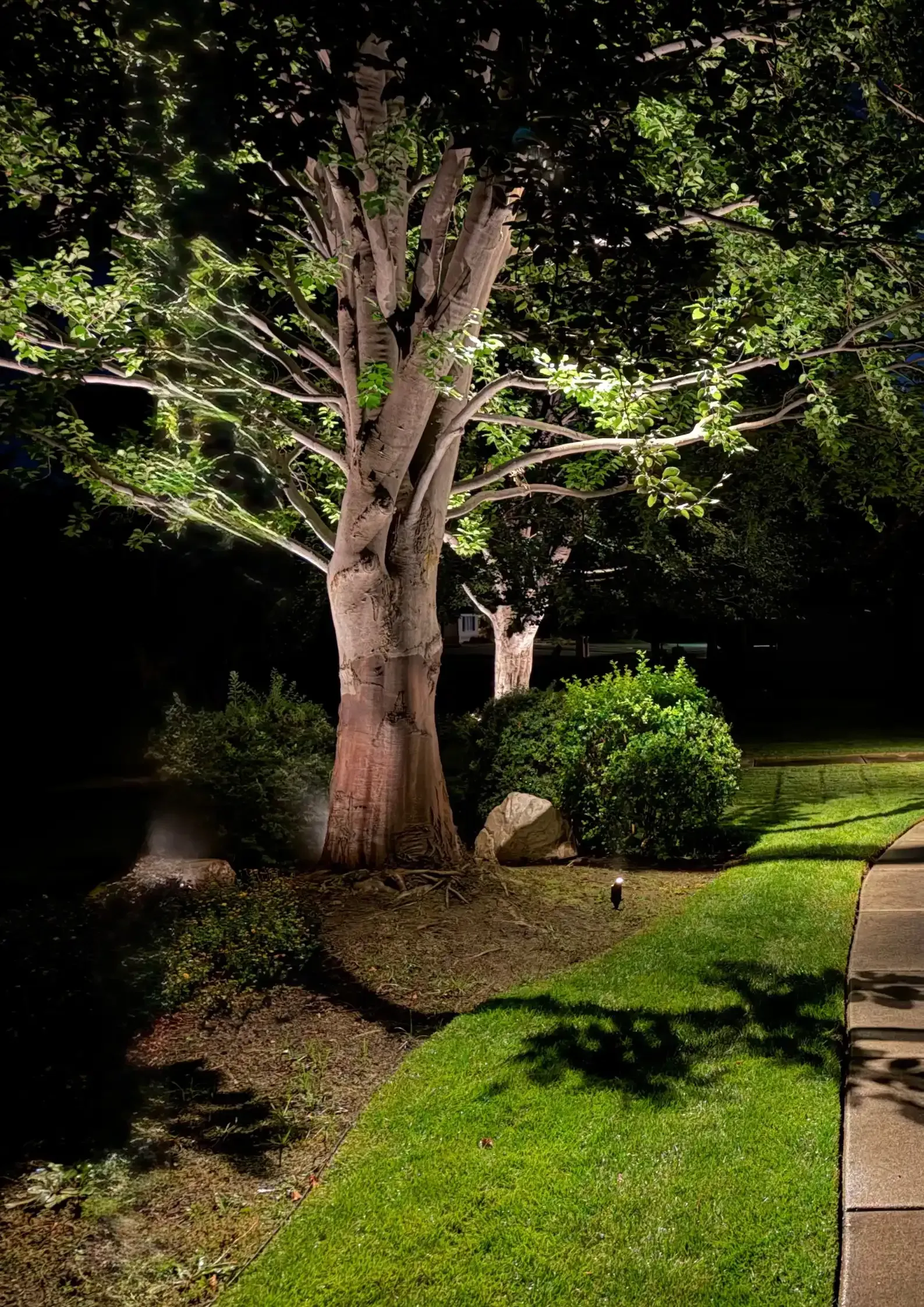 Illuminated garden path winding through lush green lawn and trees at night Illuminated garden path winding through lush green lawn and trees at night