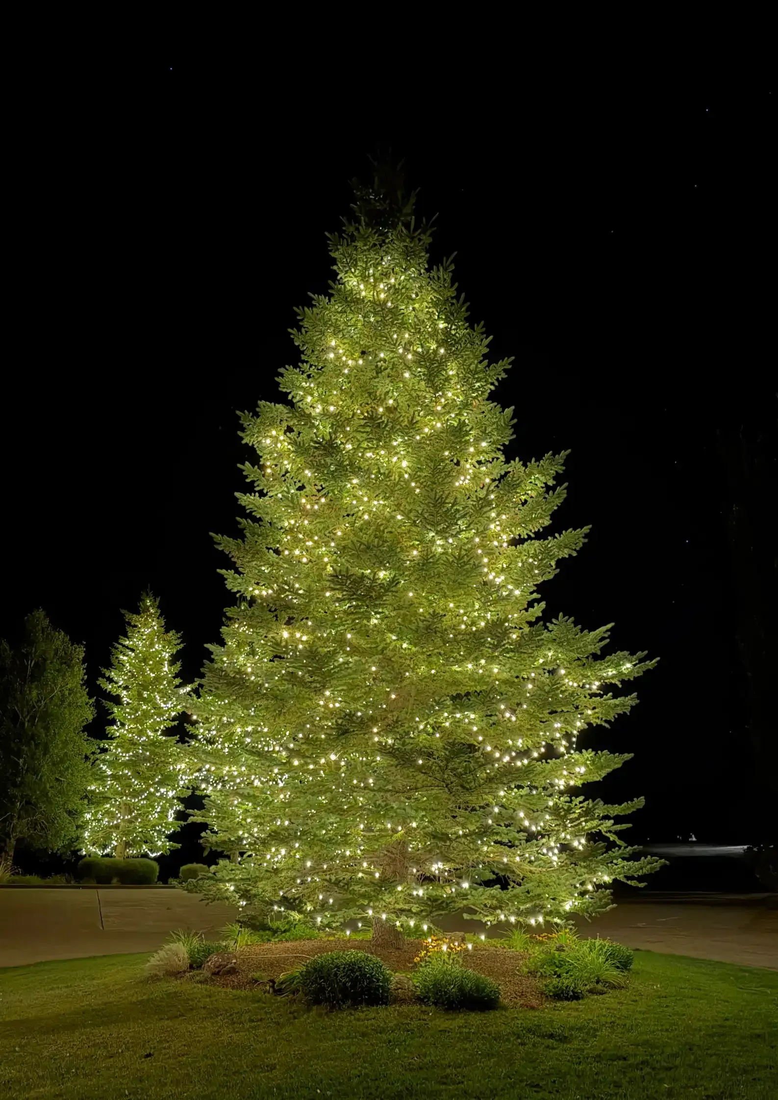 Illuminated evergreen tree at night in a grassy park Illuminated evergreen tree at night in a grassy park