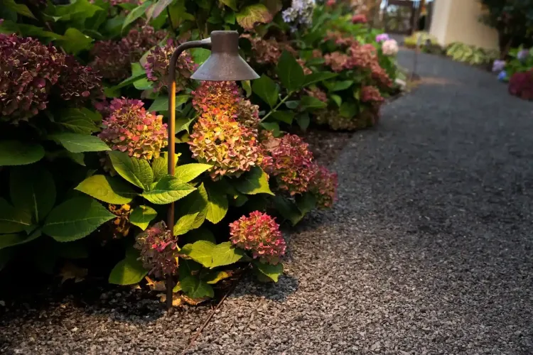 Gravel garden path lined with pink hydrangeas and a small pathway light