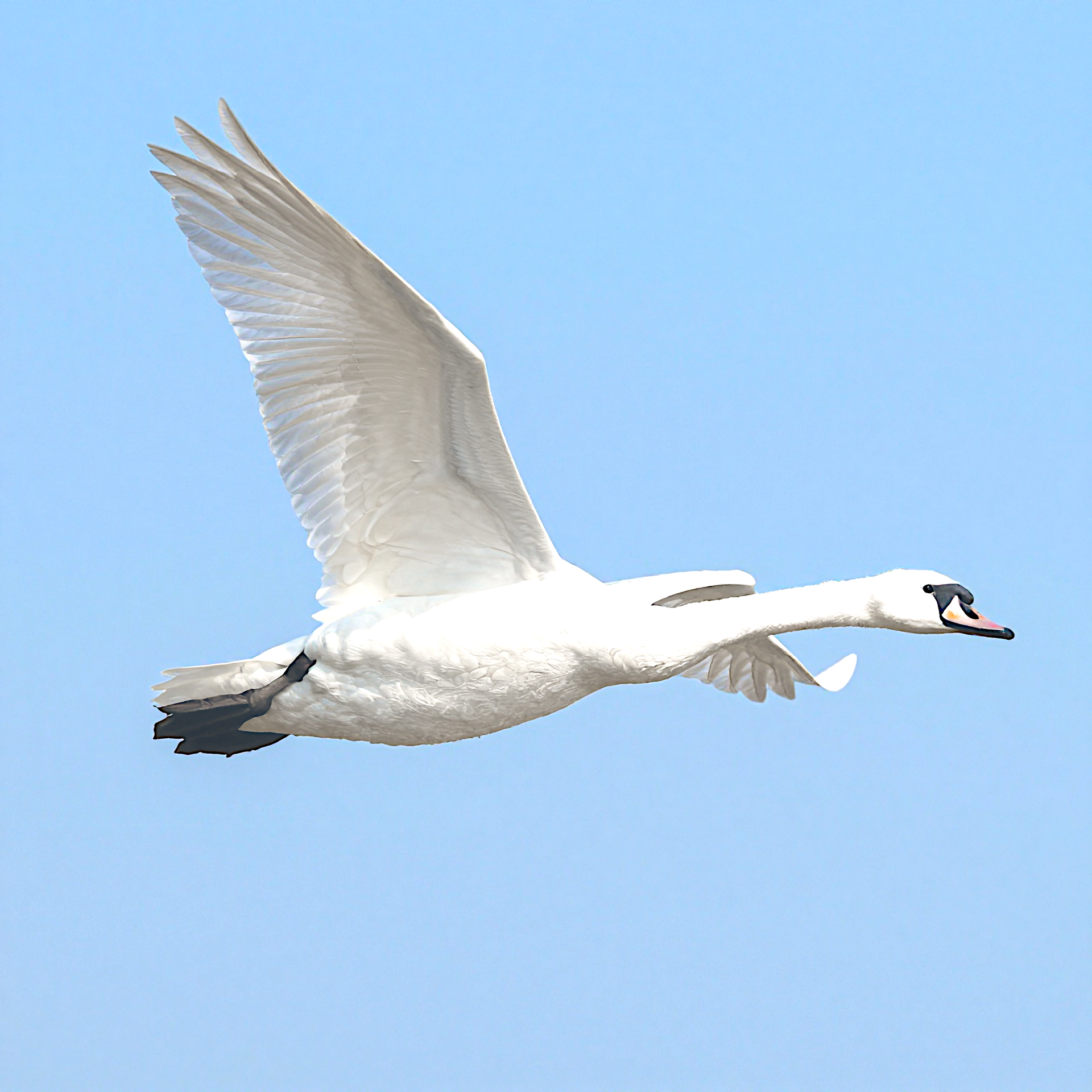 Cisne voando no céu azul