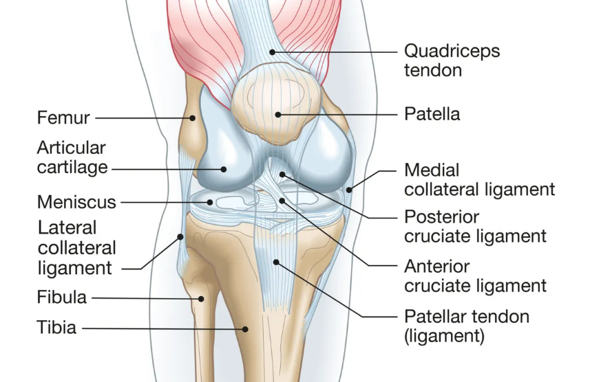 Knee Scope Anatomy