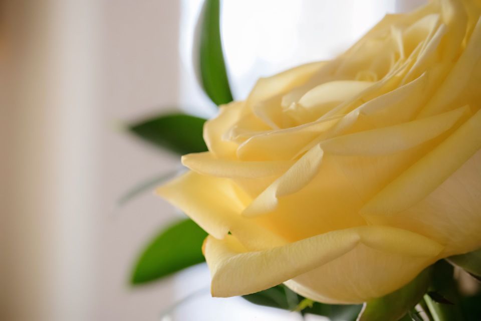 Primo piano di una rosa giallo pallido con foglie verdi su uno sfondo leggermente sfocato.