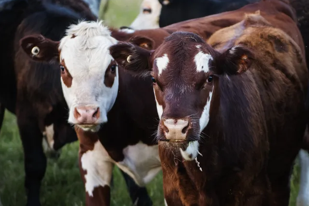 Image of young cattle