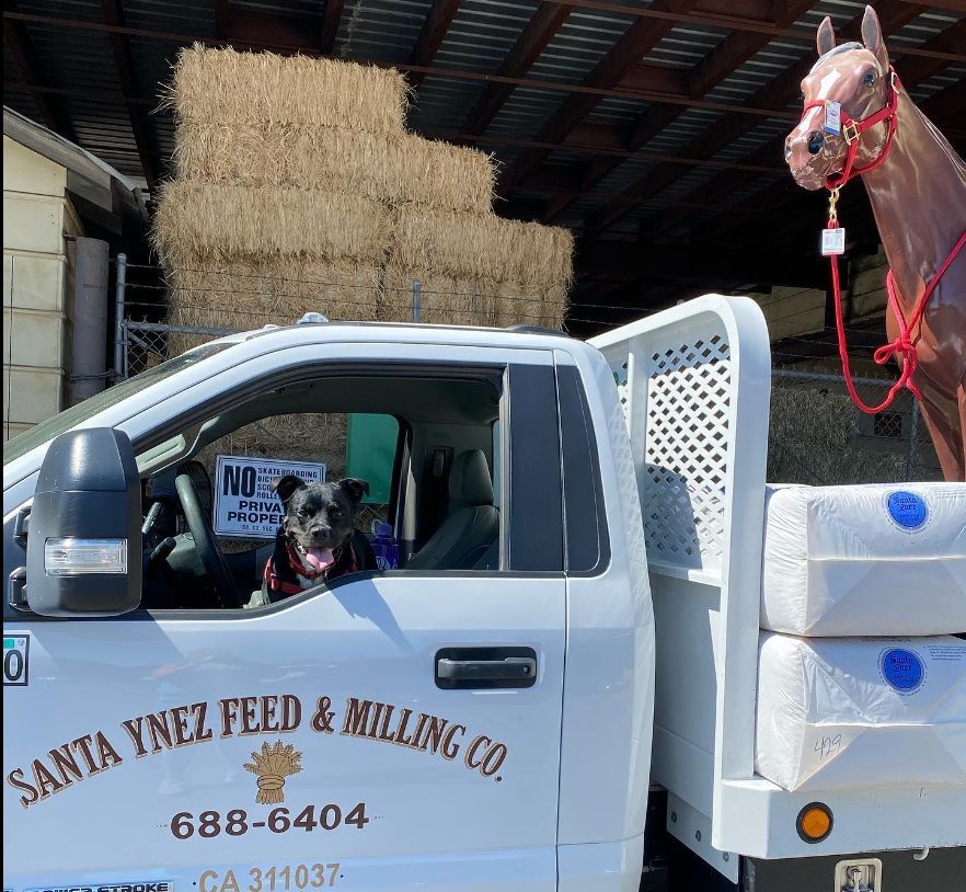 Image of delivery truck with dog in cab