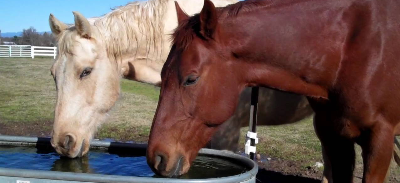 Image of horses drinking water 