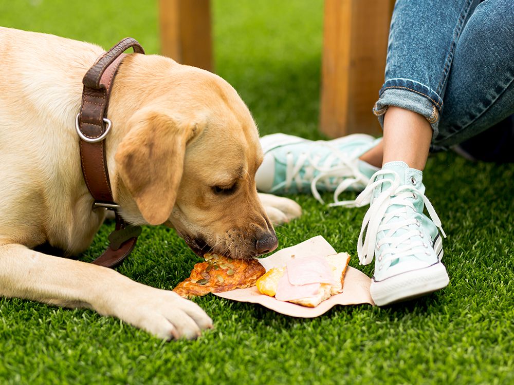 Yellow lab eats food from a plate on grass near a person's legs wearing blue jeans and sneakers.