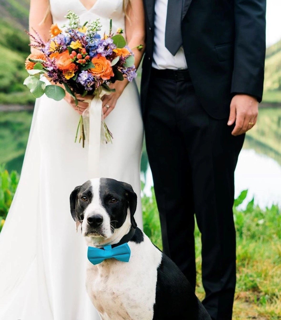 Wedding couple with black-and-white dog wearing a blue bow tie in front