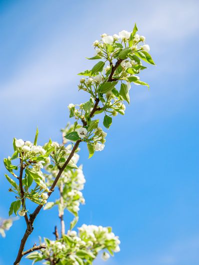 A tree branch with white flowers and green leaves against a blue sky