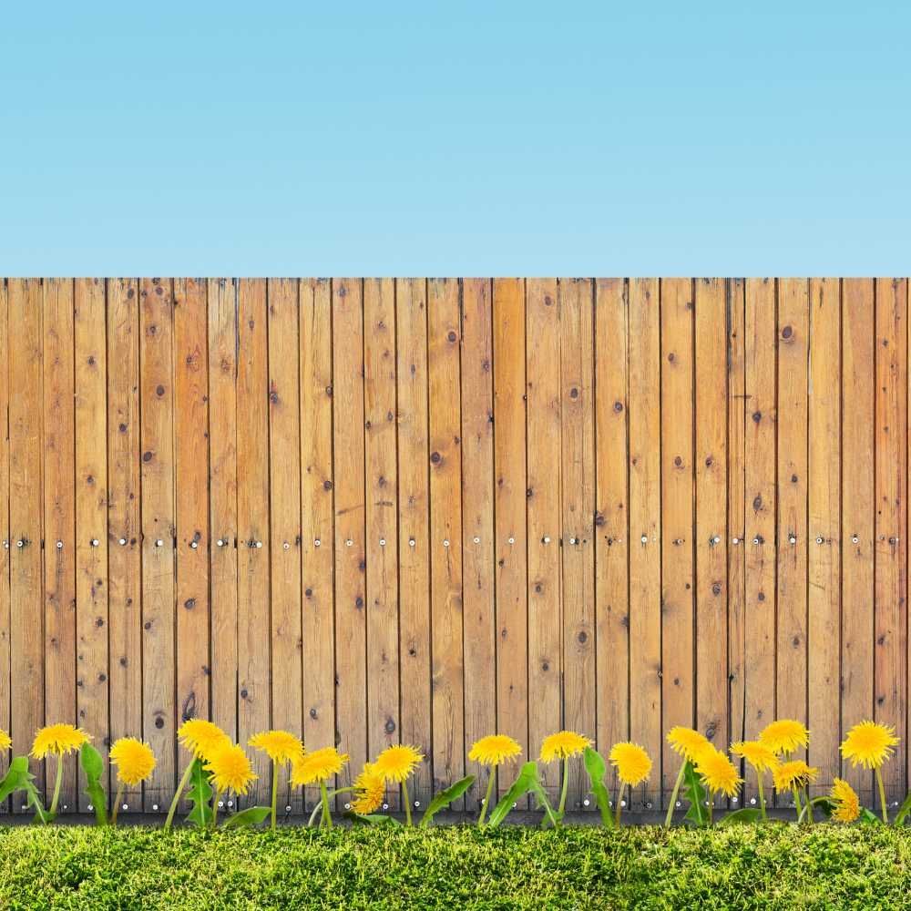 A wooden fence with yellow dandelions in front of it.