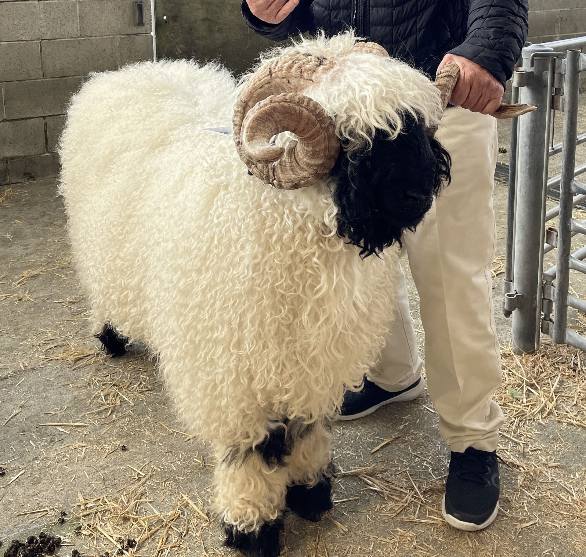 Highland Isa Parkdale Valais Blacknose Rams Clarkson's Farm Maximum points Genetics Supreme Champion Valais Blacknose Ram USA National Valais Blacknose Show and Sale 