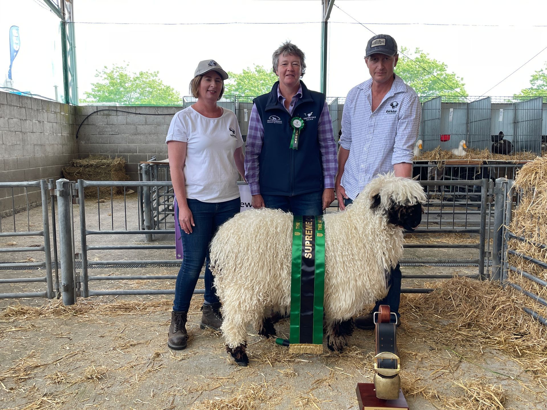 Parkdale Valais Blacknose Sheep New Zealand Ewes