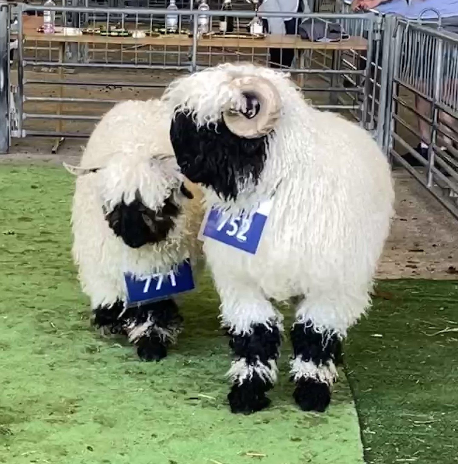Parkdale Valais Blacknose Rams Parkdale Flynn Clarkson's Farm Maximum points Genetics Supreme Champion Valais Blacknose Ram USA National Valais Blacknose Show and Sale