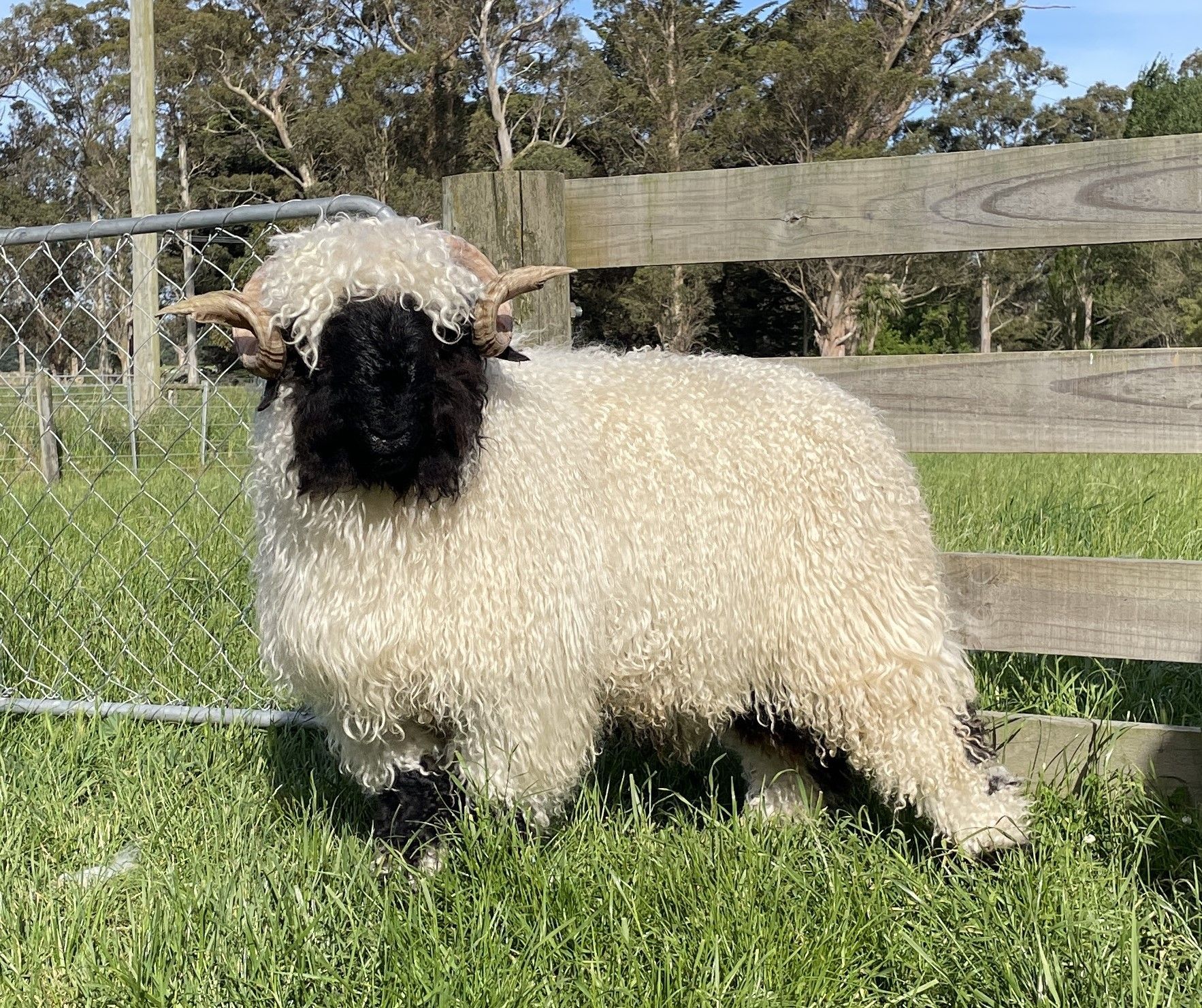Parkdale Valais Blacknose Rams Parkdale Flynn Clarkson's Farm Maximum points Genetics Supreme Champion Valais Blacknose Ram USA National Valais Blacknose Show and Sale