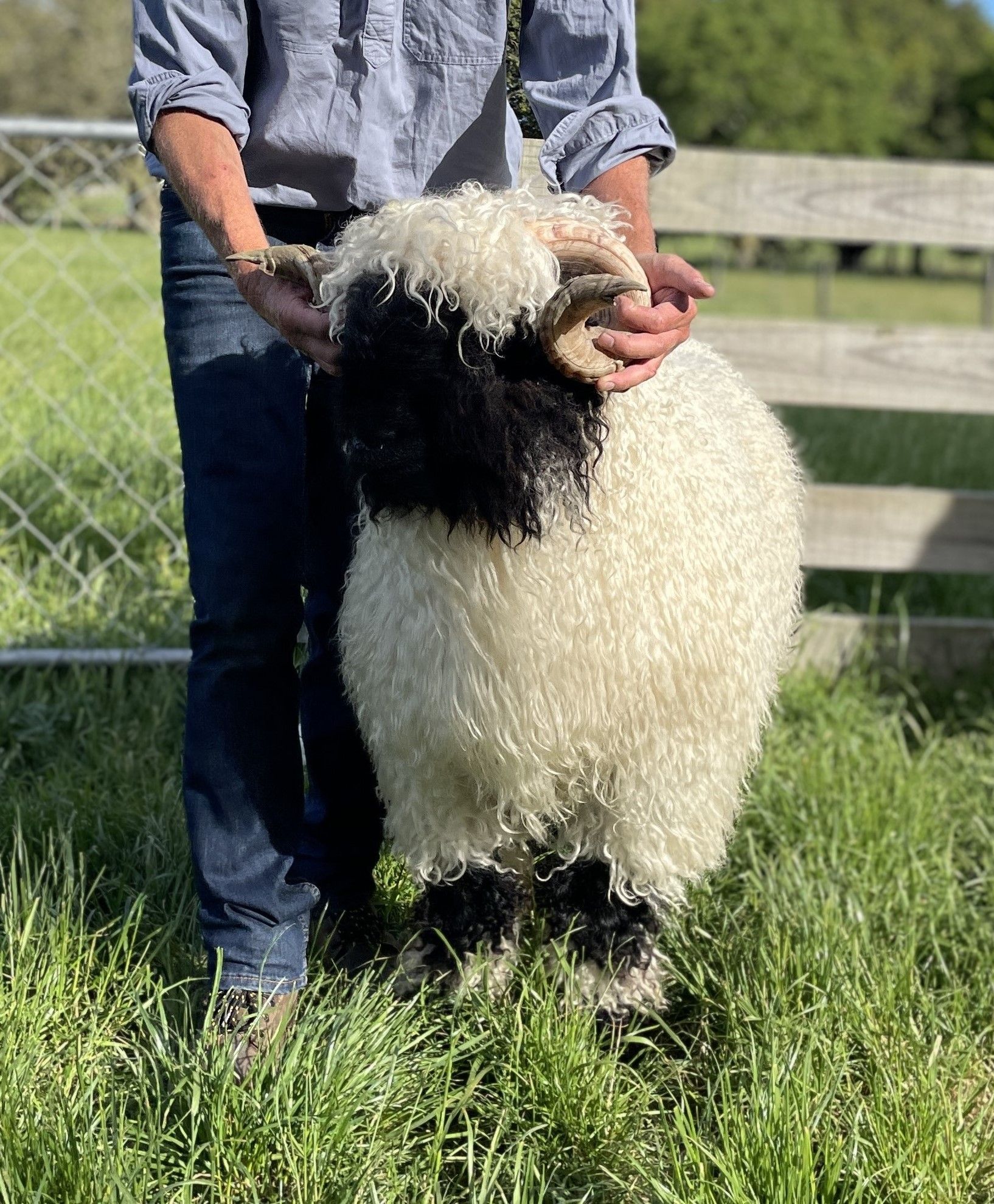 Parkdale Valais Blacknose Rams Parkdale Flynn Clarkson's Farm Maximum points Genetics Supreme Champion Valais Blacknose Ram USA National Valais Blacknose Show and Sale