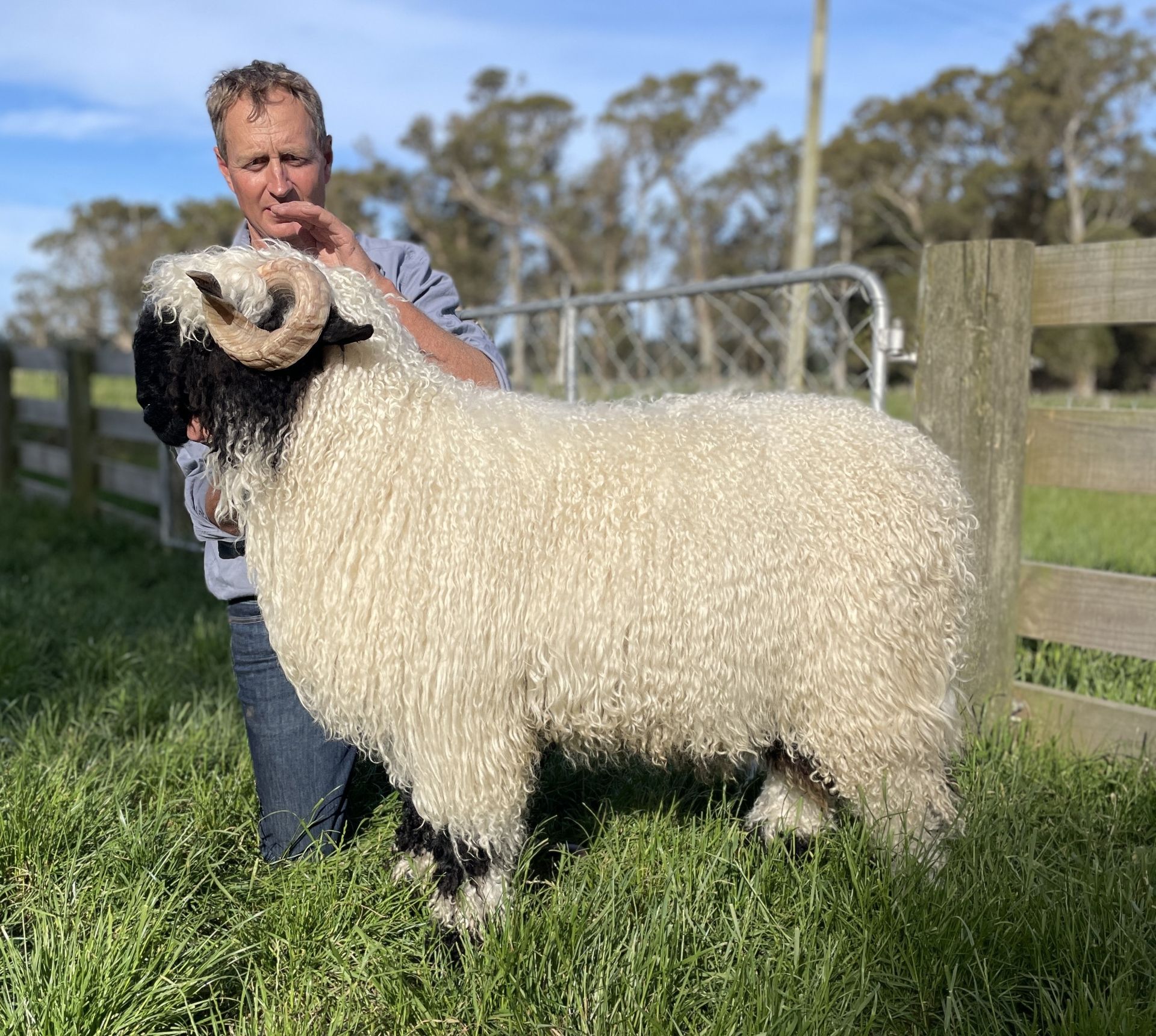 Parkdale Valais Blacknose Rams Parkdale Flynn Clarkson's Farm Maximum points Genetics Supreme Champion Valais Blacknose Ram USA National Valais Blacknose Show and Sale
