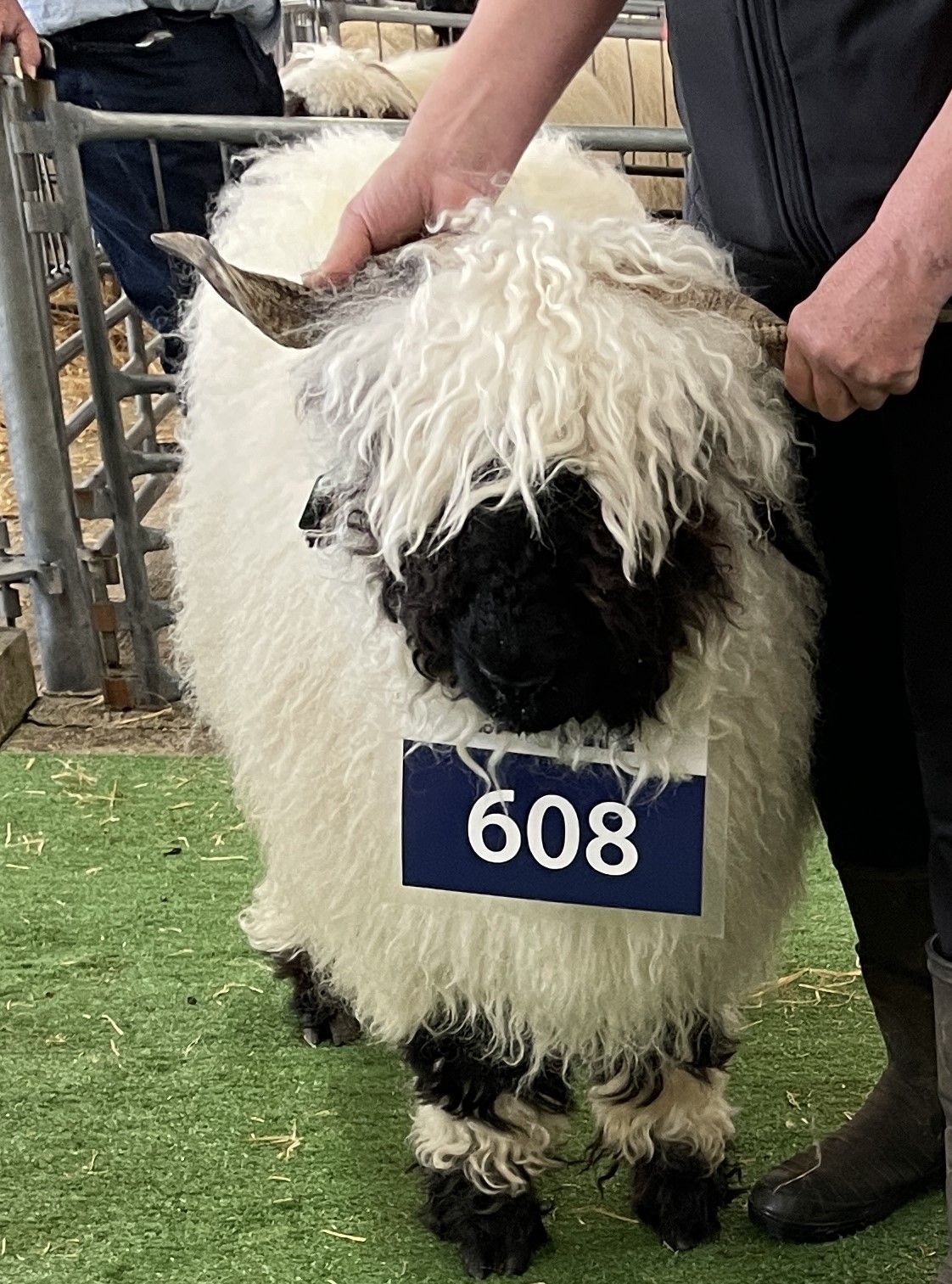 Parkdale Valais Blacknose Our Genetics Ewes Clarkson's Farm Maximum points Genetics Champion Valais Blacknose Ewe USA National Valais Blacknose Show and Sale 