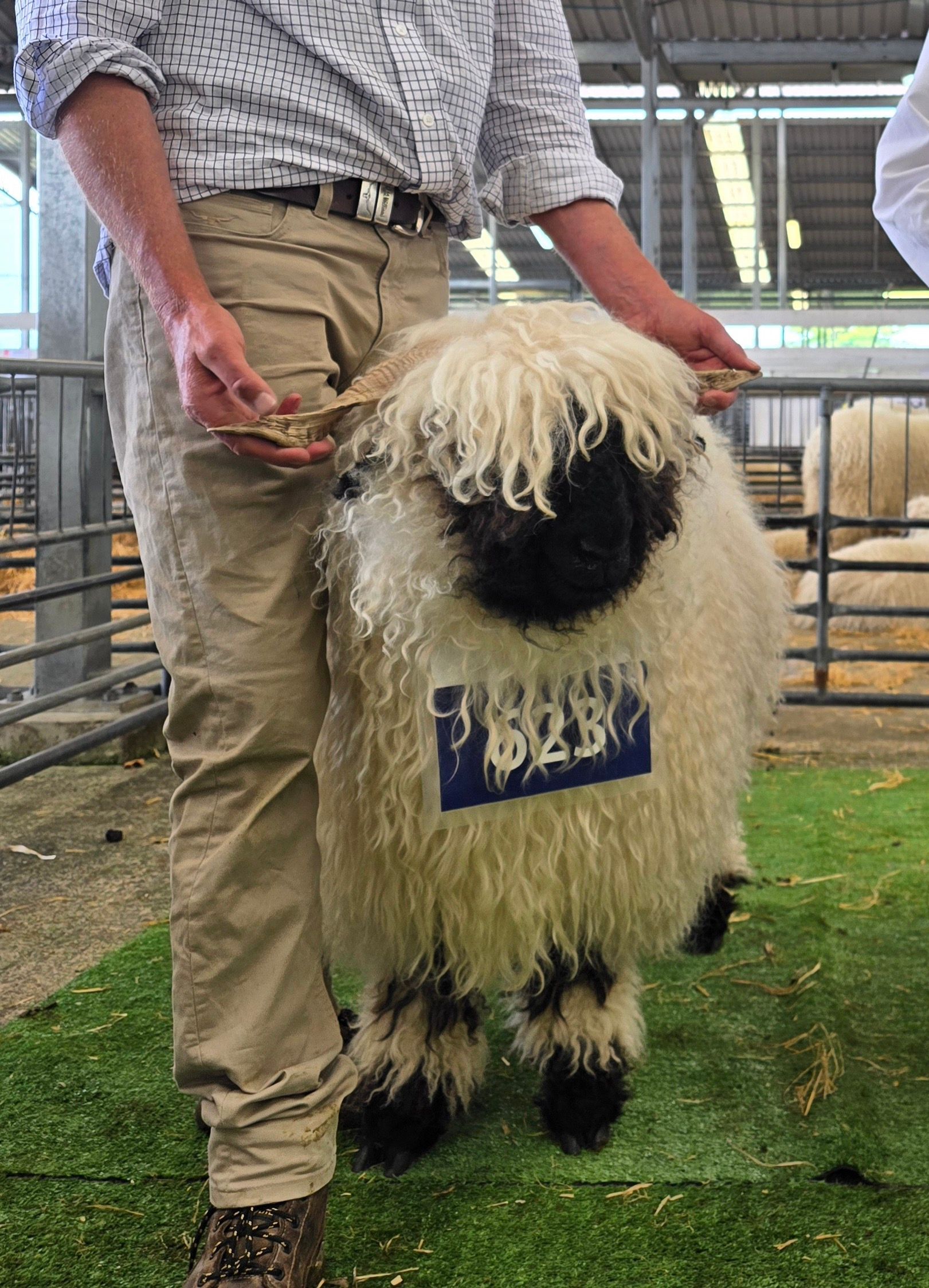 Parkdale Valais Blacknose Our Genetics Ewes Clarkson's Farm Maximum points Genetics Champion Valais Blacknose Ewe USA National Valais Blacknose Show and Sale 