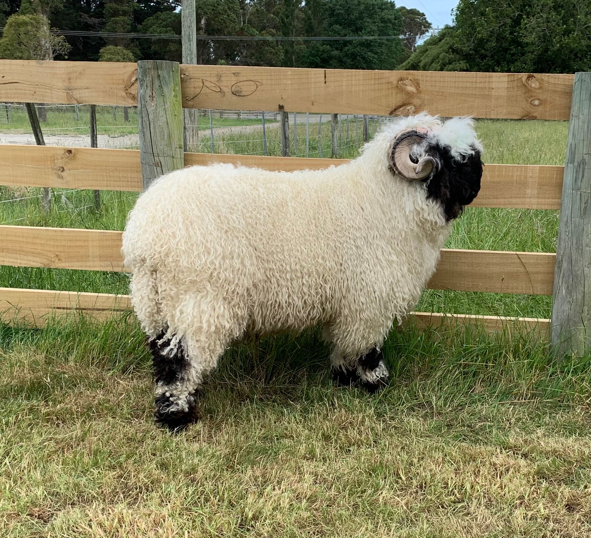 Parkdale Crackers Parkdale Valais Blacknose Rams Clarkson's Farm Maximum points Genetics Supreme Champion Valais Blacknose Ram USA National Valais Blacknose Show and Sale Highland Kitty 