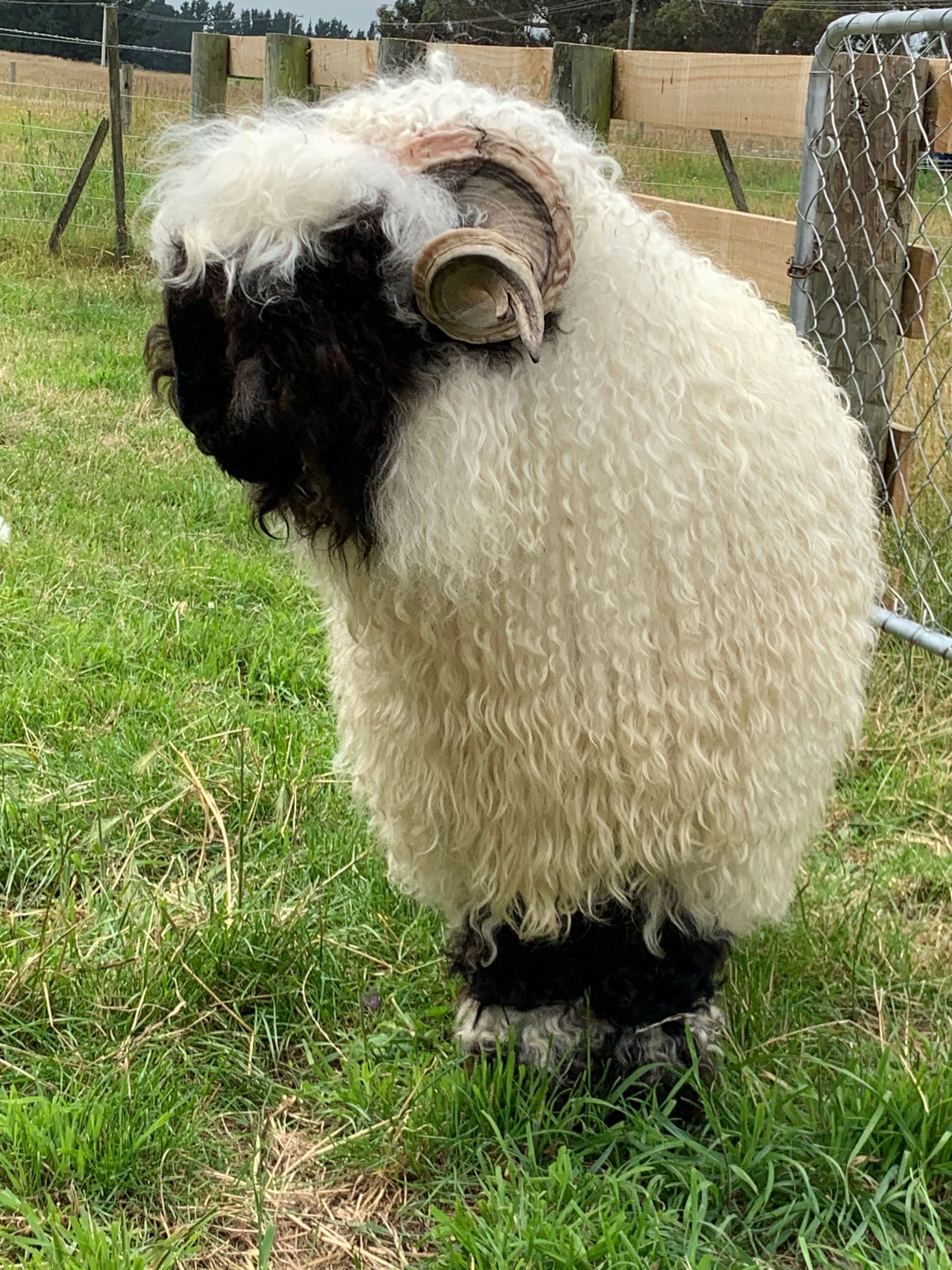 Parkdale Crackers Parkdale Valais Blacknose Rams Clarkson's Farm Maximum points Genetics Supreme Champion Valais Blacknose Ram USA National Valais Blacknose Show and Sale Highland Kitty 