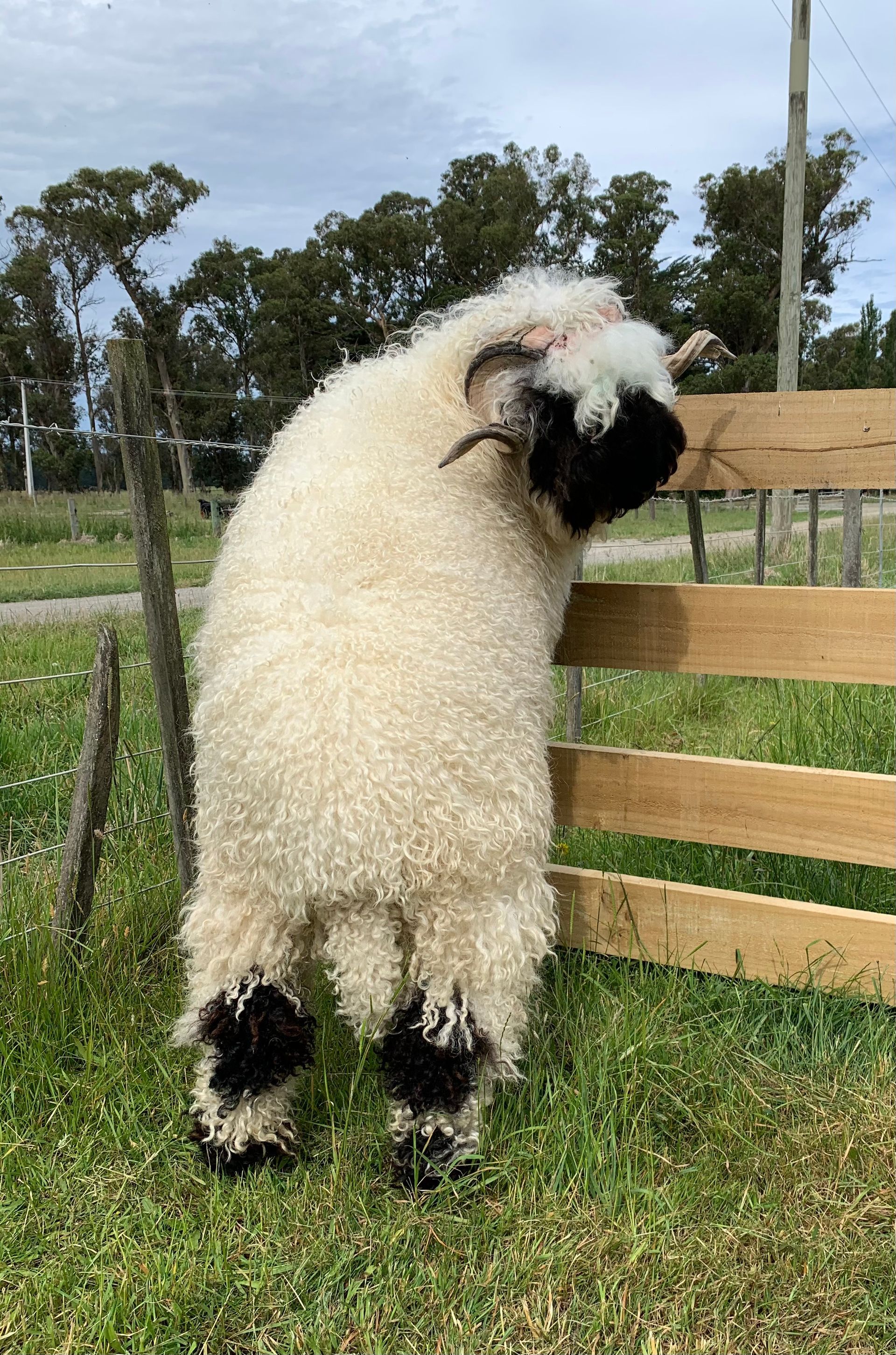 Parkdale Crackers Parkdale Valais Blacknose Rams Clarkson's Farm Maximum points Genetics Supreme Champion Valais Blacknose Ram USA National Valais Blacknose Show and Sale Highland Kitty 