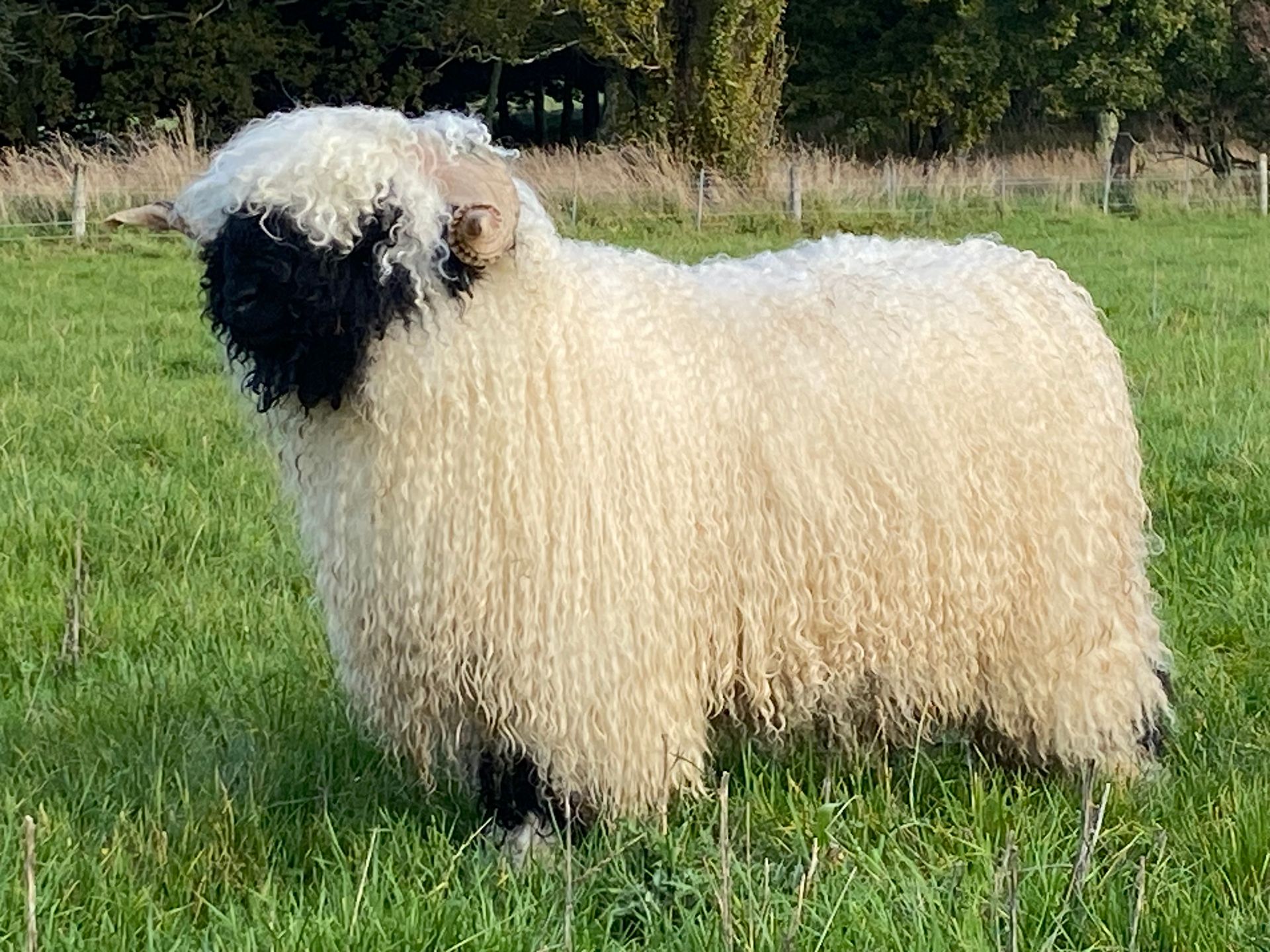 Parkdale Valais Blacknose Rams Parkdale Elvis Clarkson's Farm Maximum points Genetics Supreme Champion Valais Blacknose Ram USA National Valais Blacknose Show and Sale