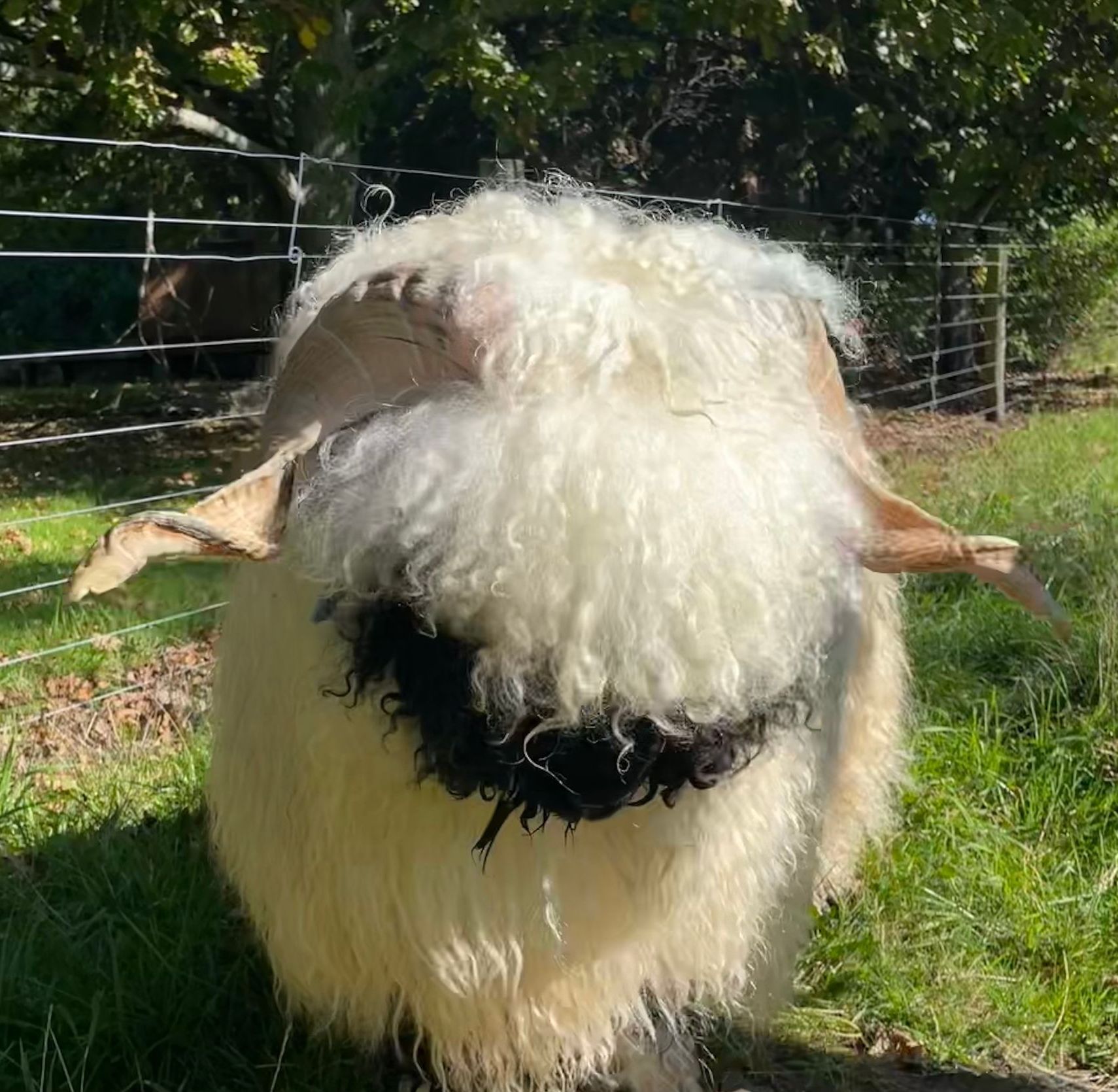 Parkdale Valais Blacknose Rams Parkdale Elvis Clarkson's Farm Maximum points Genetics Supreme Champion Valais Blacknose Ram USA National Valais Blacknose Show and Sale