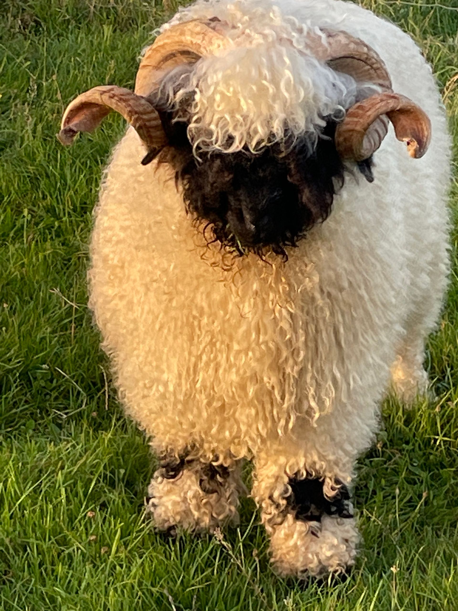 Parkdale Valais Blacknose Rams Parkdale Eric Clarkson's Farm Maximum points Genetics Supreme Champion Valais Blacknose Ram USA National Valais Blacknose Show and Sale