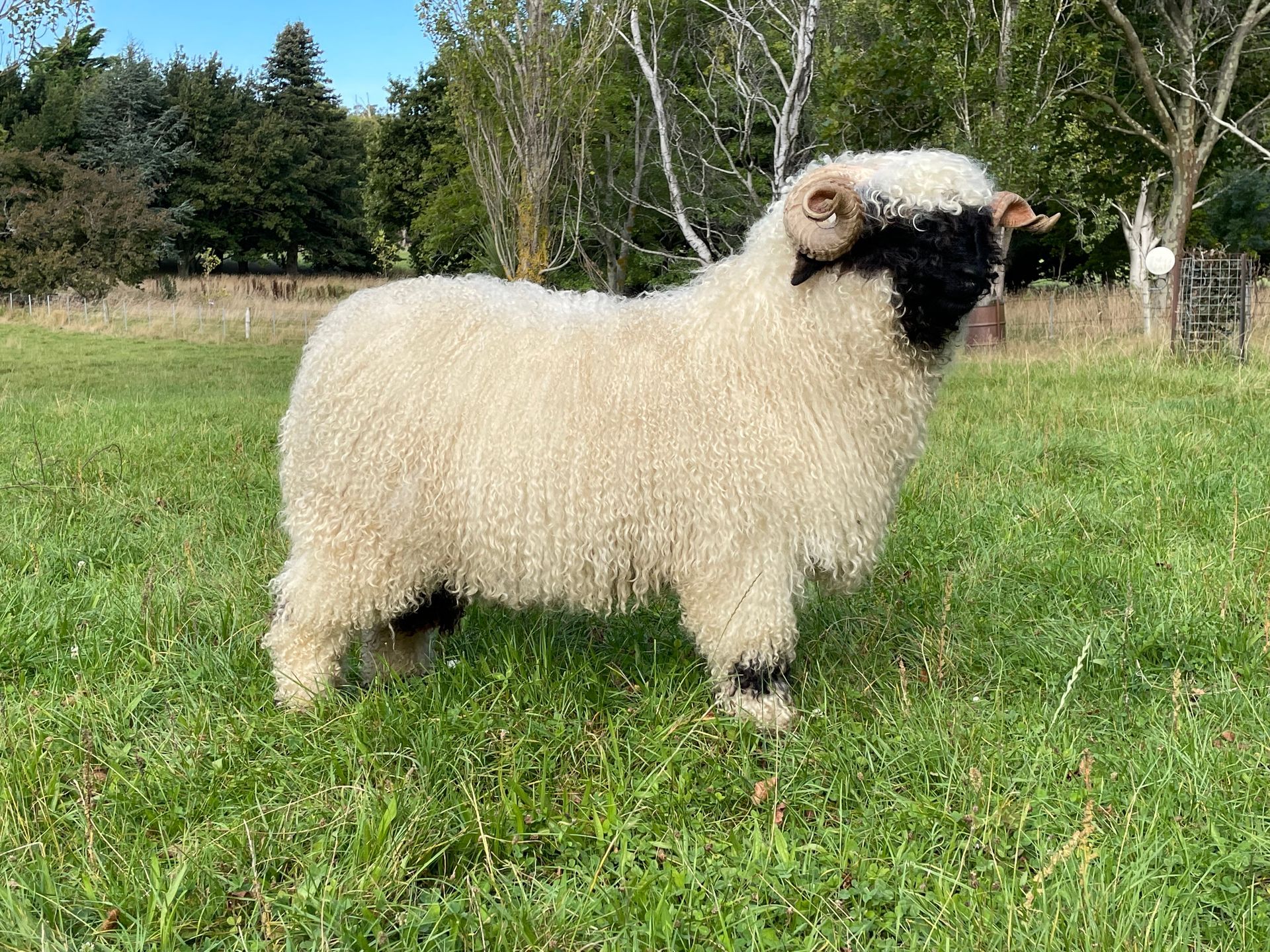 Parkdale Valais Blacknose Rams Parkdale Eric Clarkson's Farm Maximum points Genetics Supreme Champion Valais Blacknose Ram USA National Valais Blacknose Show and Sale
