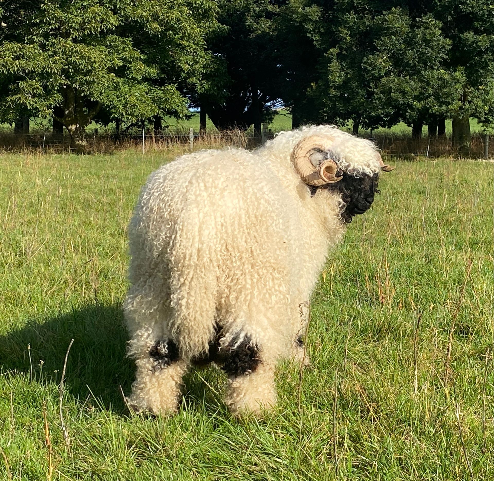 Parkdale Valais Blacknose Rams Parkdale Eric Clarkson's Farm Maximum points Genetics Supreme Champion Valais Blacknose Ram USA National Valais Blacknose Show and Sale