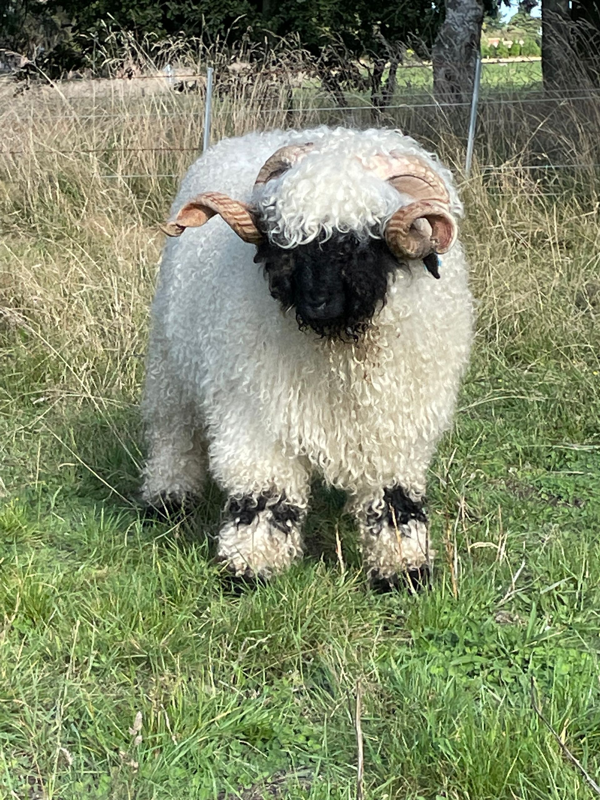Parkdale Valais Blacknose Rams Parkdale Eric Clarkson's Farm Maximum points Genetics Supreme Champion Valais Blacknose Ram USA National Valais Blacknose Show and Sale