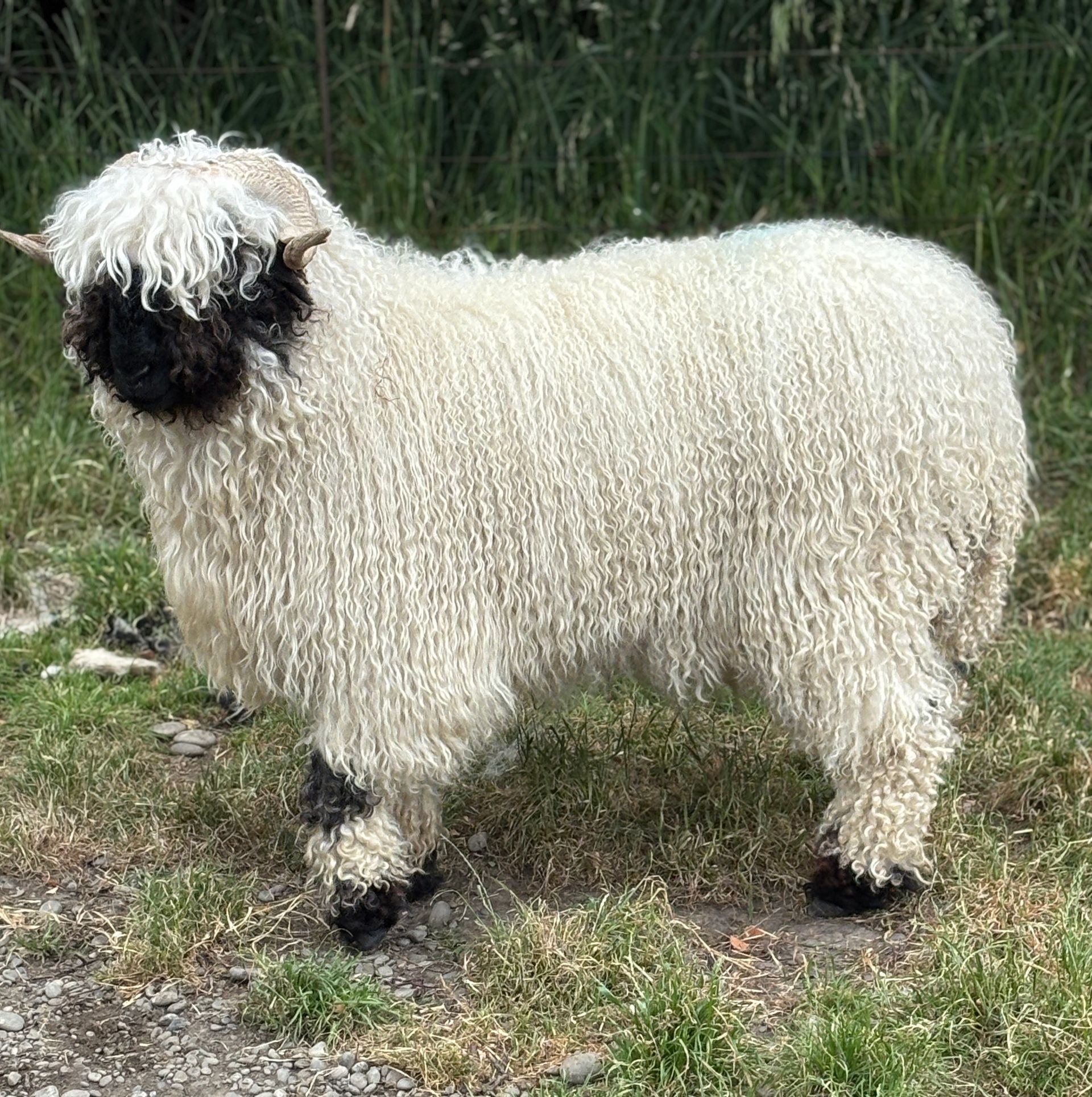 Parkdale Valais Blacknose Our Genetics Ewes Clarkson's Farm Maximum points Genetics Supreme Champion Valais Blacknose Ewe USA National Valais Blacknose Show and Sale 