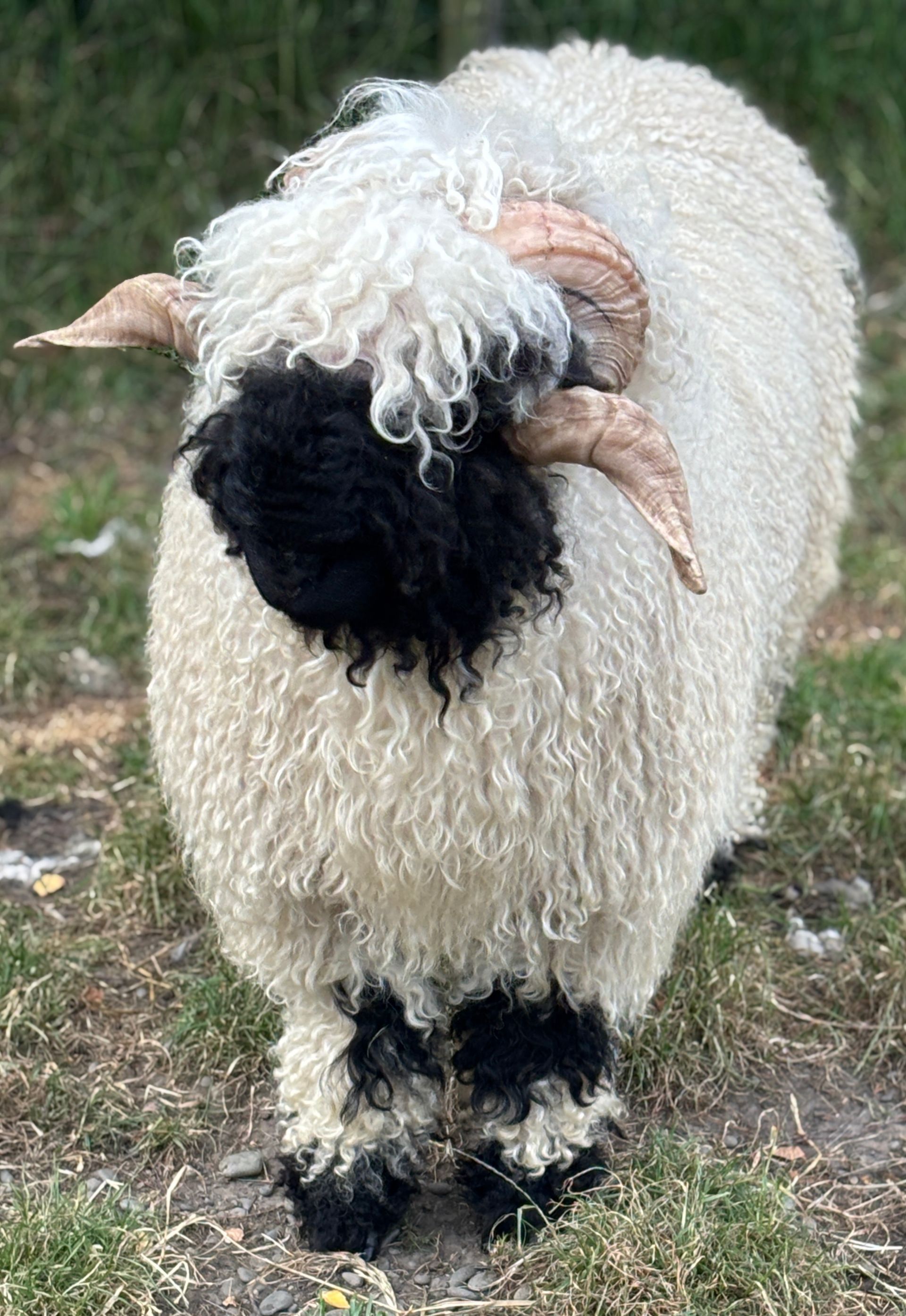 Parkdale Valais Blacknose Rams Parkdale Harley Clarkson's Farm Maximum points Genetics Supreme Champion Valais Blacknose Ram USA National Valais Blacknose Show and Sale