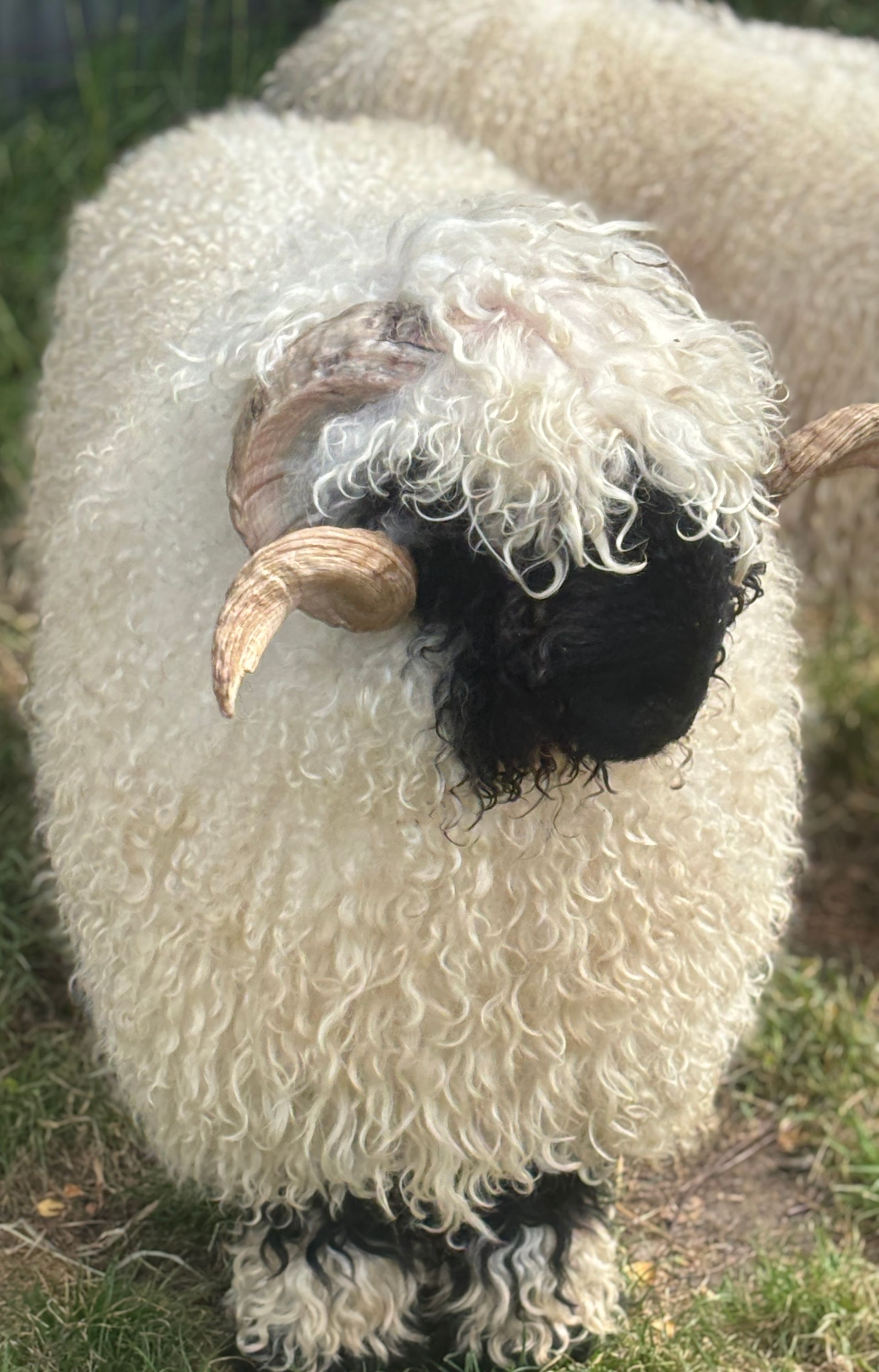Parkdale Valais Blacknose Rams Parkdale Haze Clarkson's Farm Maximum points Genetics Supreme Champion Valais Blacknose Ram USA National Valais Blacknose Show and Sale