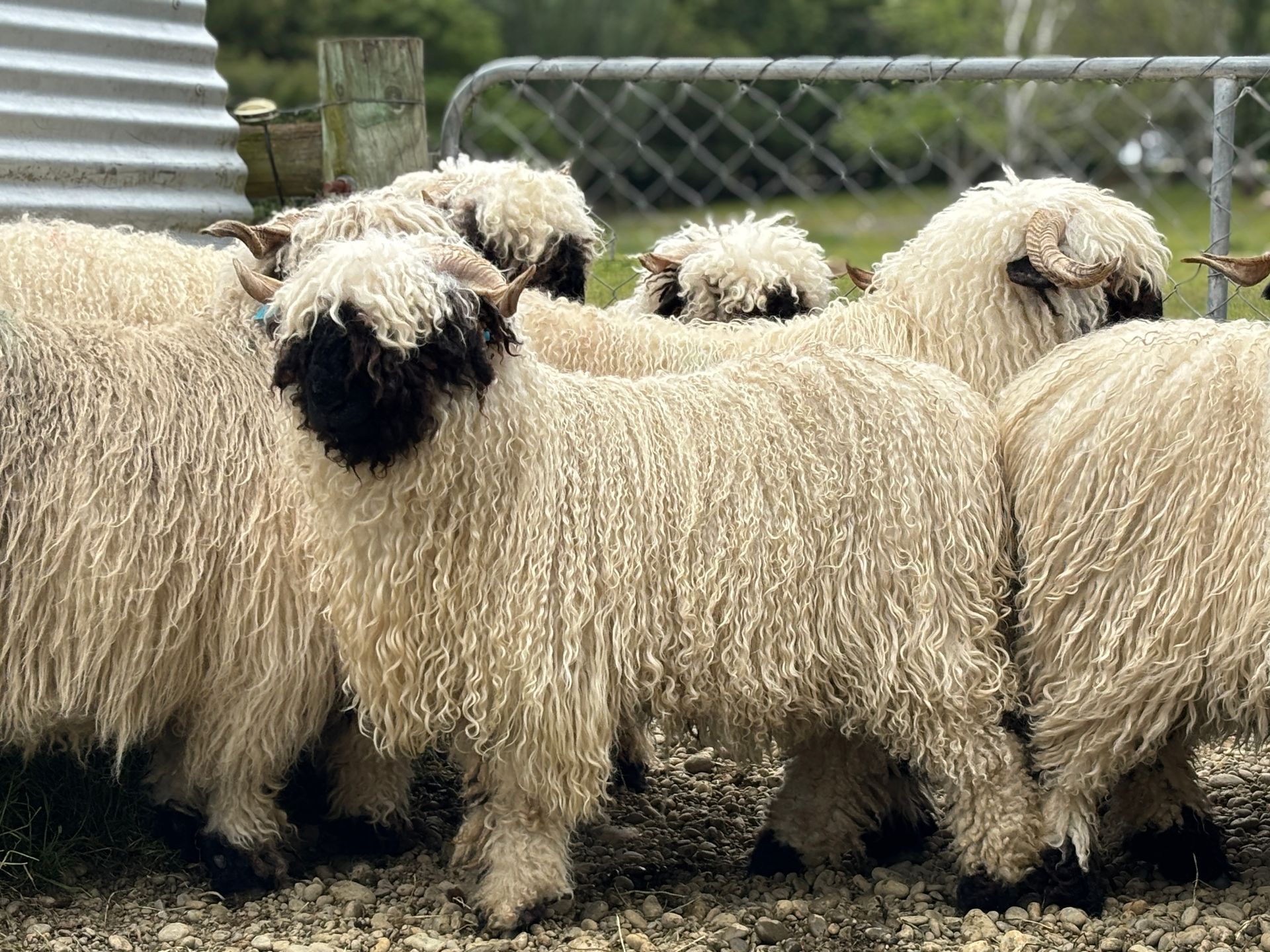Parkdale Valais Blacknose Our Genetics Ewes Clarkson's Farm Maximum points Genetics Supreme Champion Valais Blacknose Ewe USA National Valais Blacknose Show and Sale 