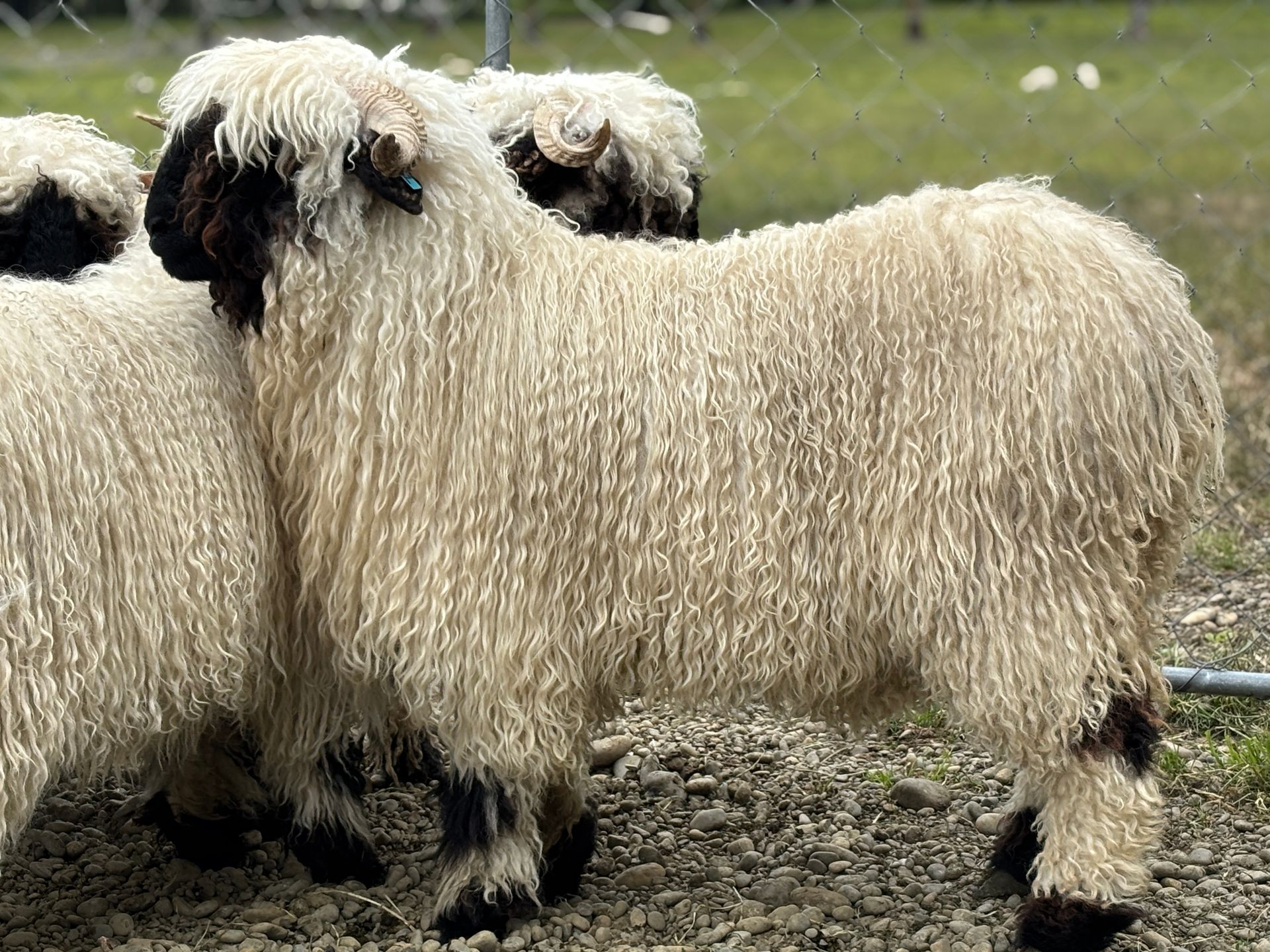 Parkdale Valais Blacknose Our Genetics Ewes Clarkson's Farm Maximum points Genetics Champion Valais Blacknose Ewe USA National Valais Blacknose Show and Sale 