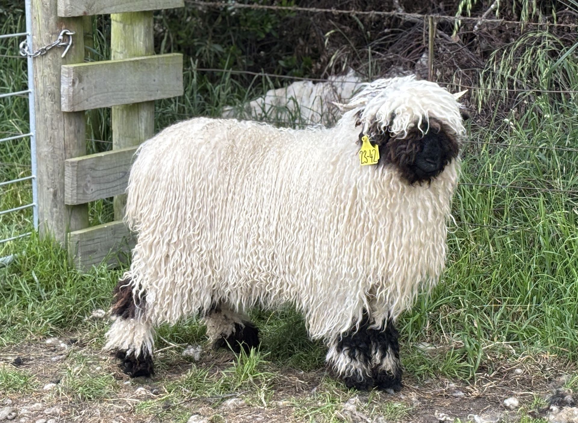 Parkdale Valais Blacknose Our Genetics Ewes Clarkson's Farm Maximum points Genetics Champion Valais Blacknose Ewe USA National Valais Blacknose Show and Sale 