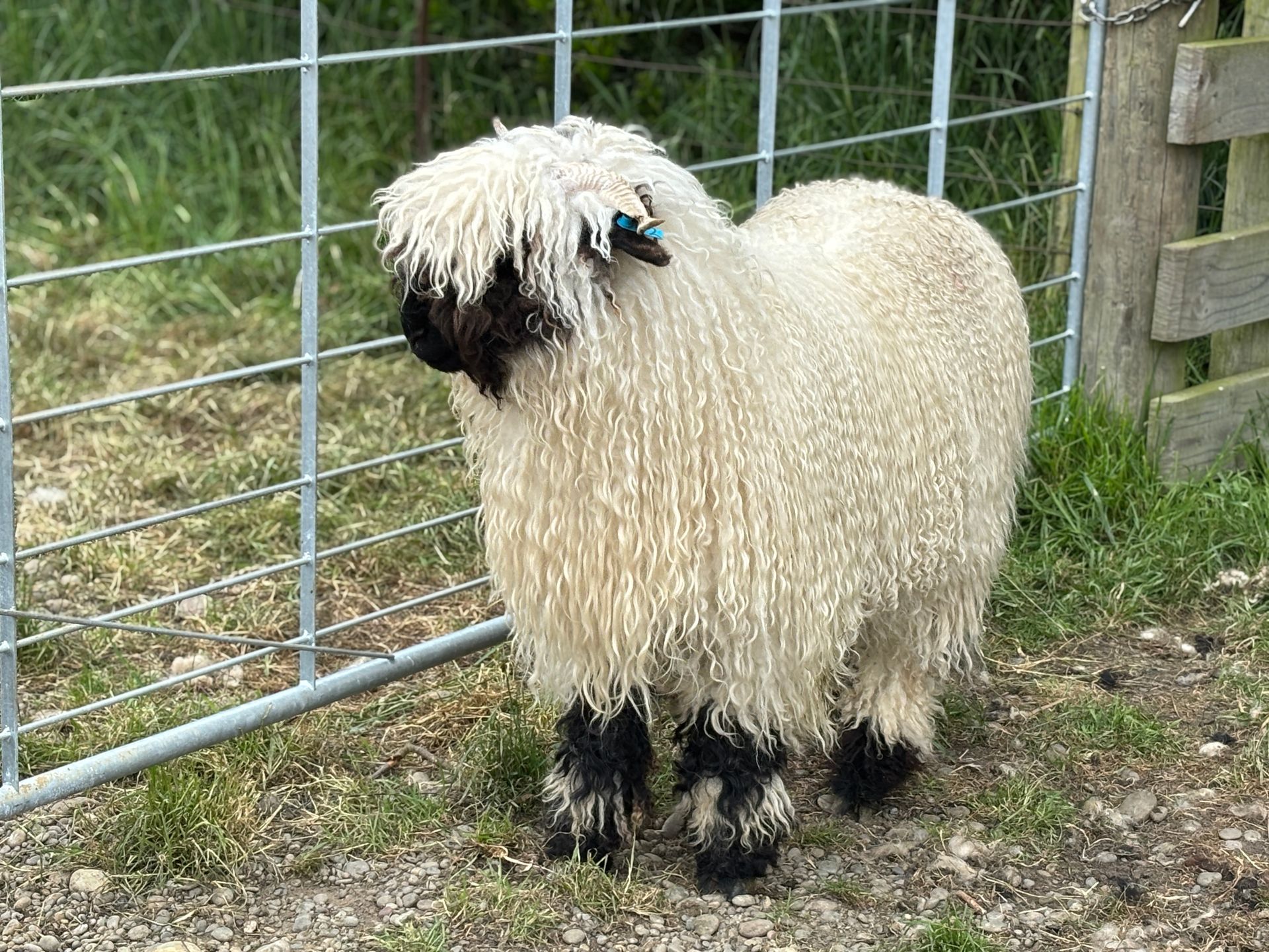 Parkdale Valais Blacknose Our Genetics Ewes Clarkson's Farm Maximum points Genetics Champion Valais Blacknose Ewe USA National Valais Blacknose Show and Sale 