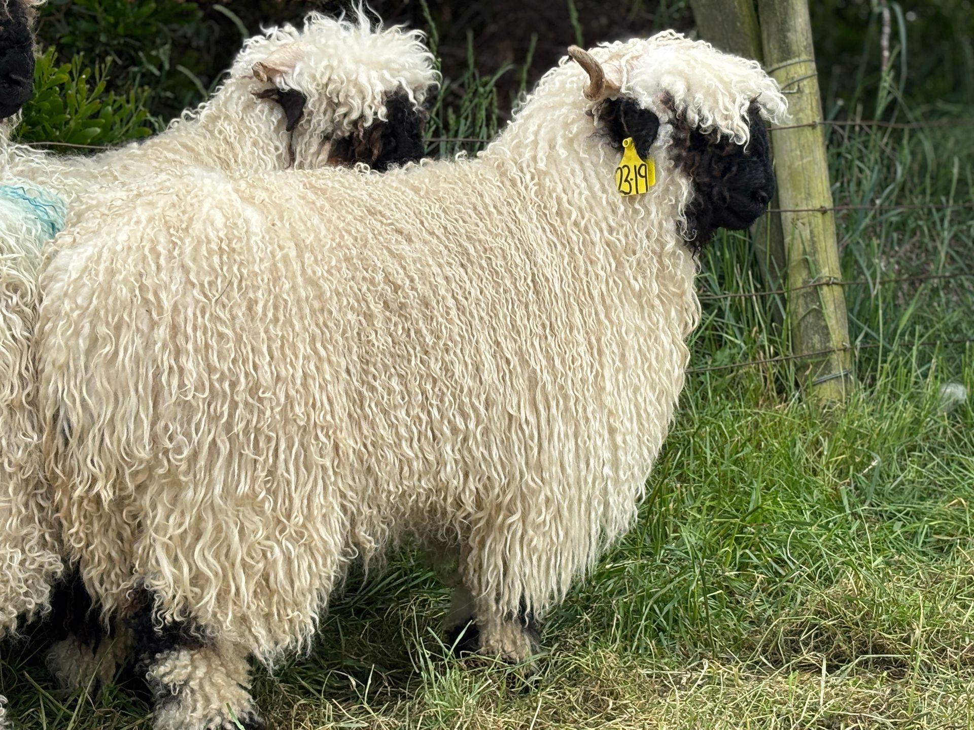 Parkdale Valais Blacknose Our Genetics Ewes Clarkson's Farm Maximum points Genetics Champion Valais Blacknose Ewe USA National Valais Blacknose Show and Sale 