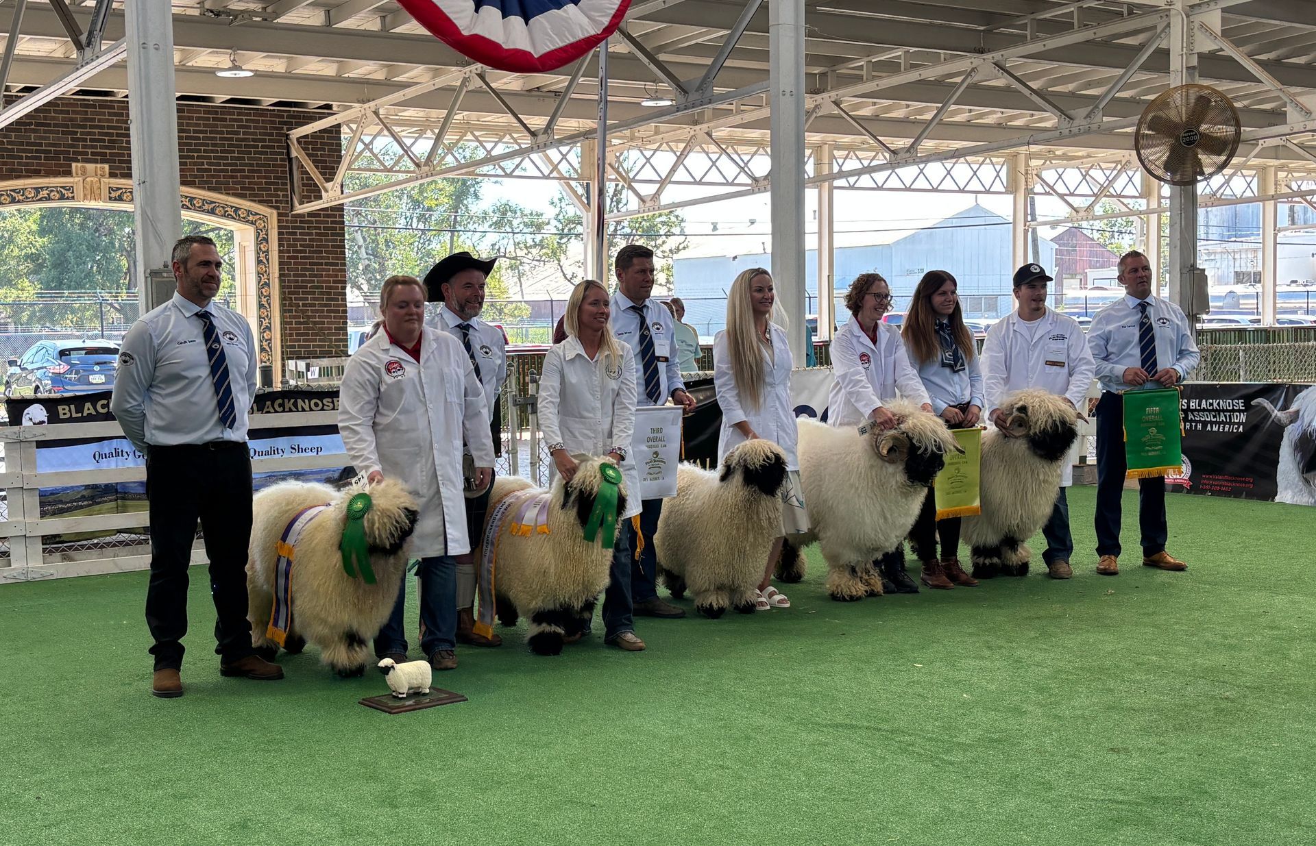 USA National Valais Blacknose Sheep Show Parkdale New Zealand Maximum points Champion Valais Blacknose ewe Champion Valais Blacknose ram