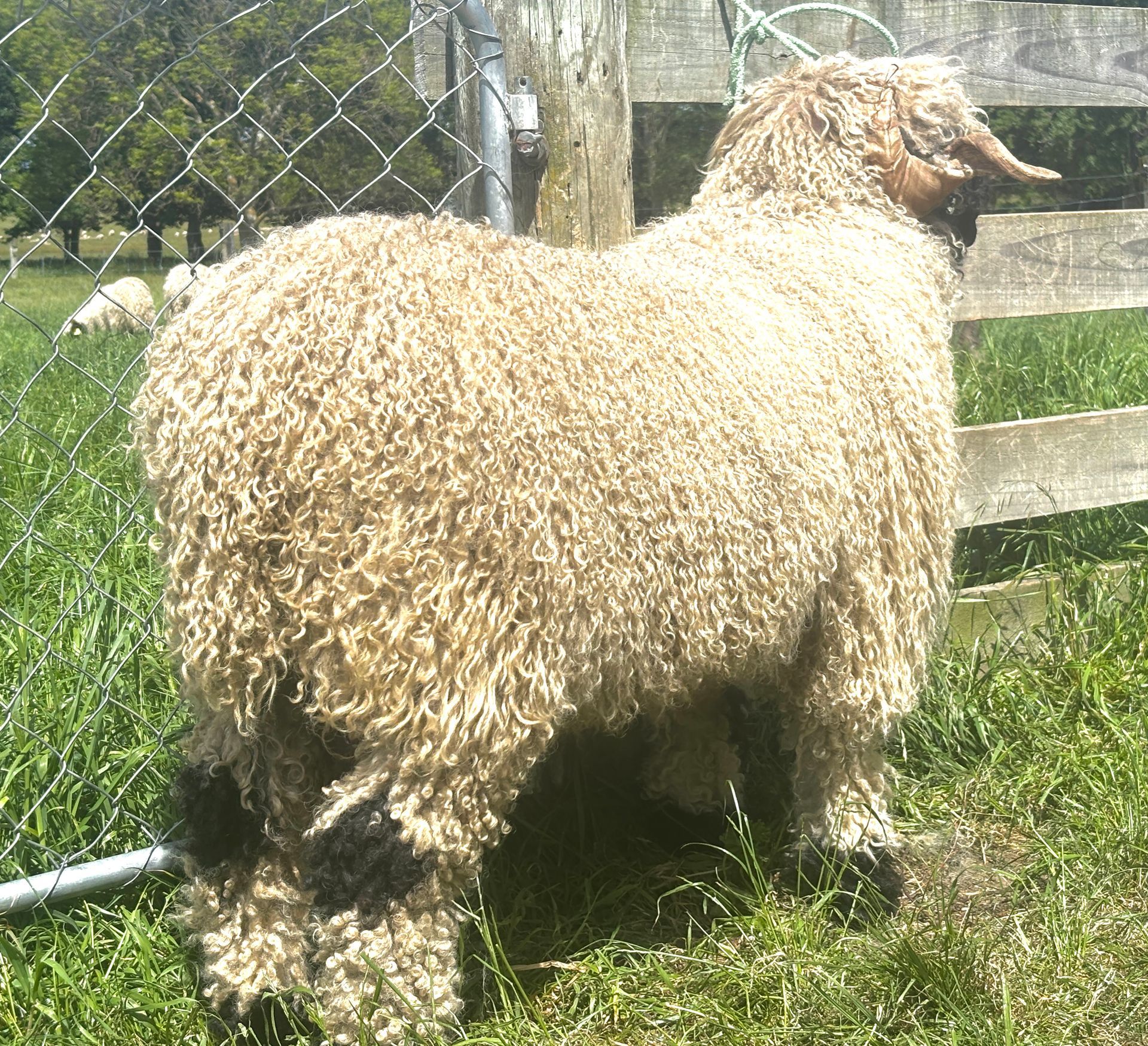 Parkdale Valais Blacknose Rams Parkdale Harley Clarkson's Farm Maximum points Genetics Supreme Champion Valais Blacknose Ram USA National Valais Blacknose Show and Sale