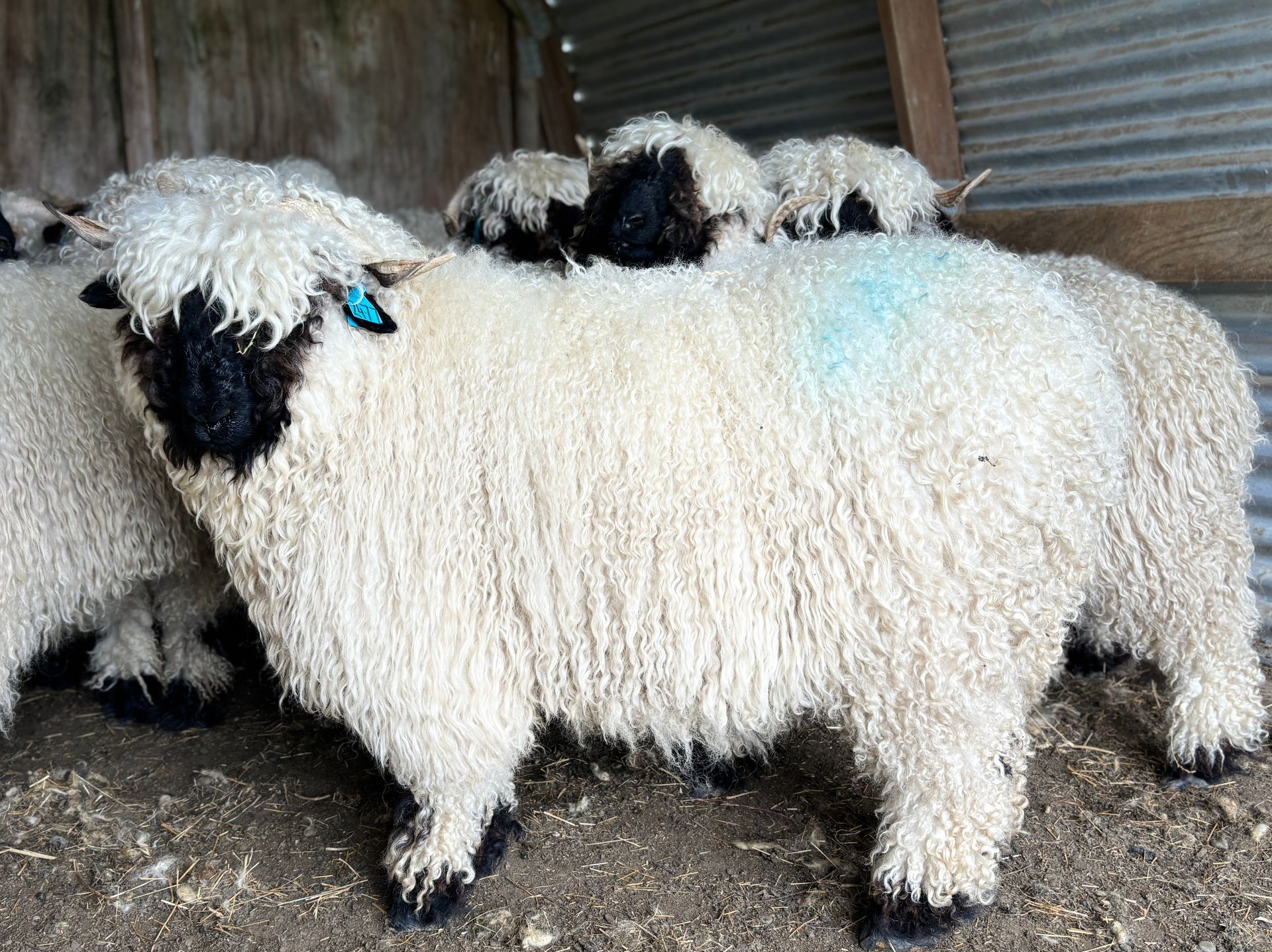 Parkdale Valais Blacknose Our Genetics Ewes Clarkson's Farm Maximum points Genetics Champion Valais Blacknose Ewe USA National Valais Blacknose Show and Sale 
