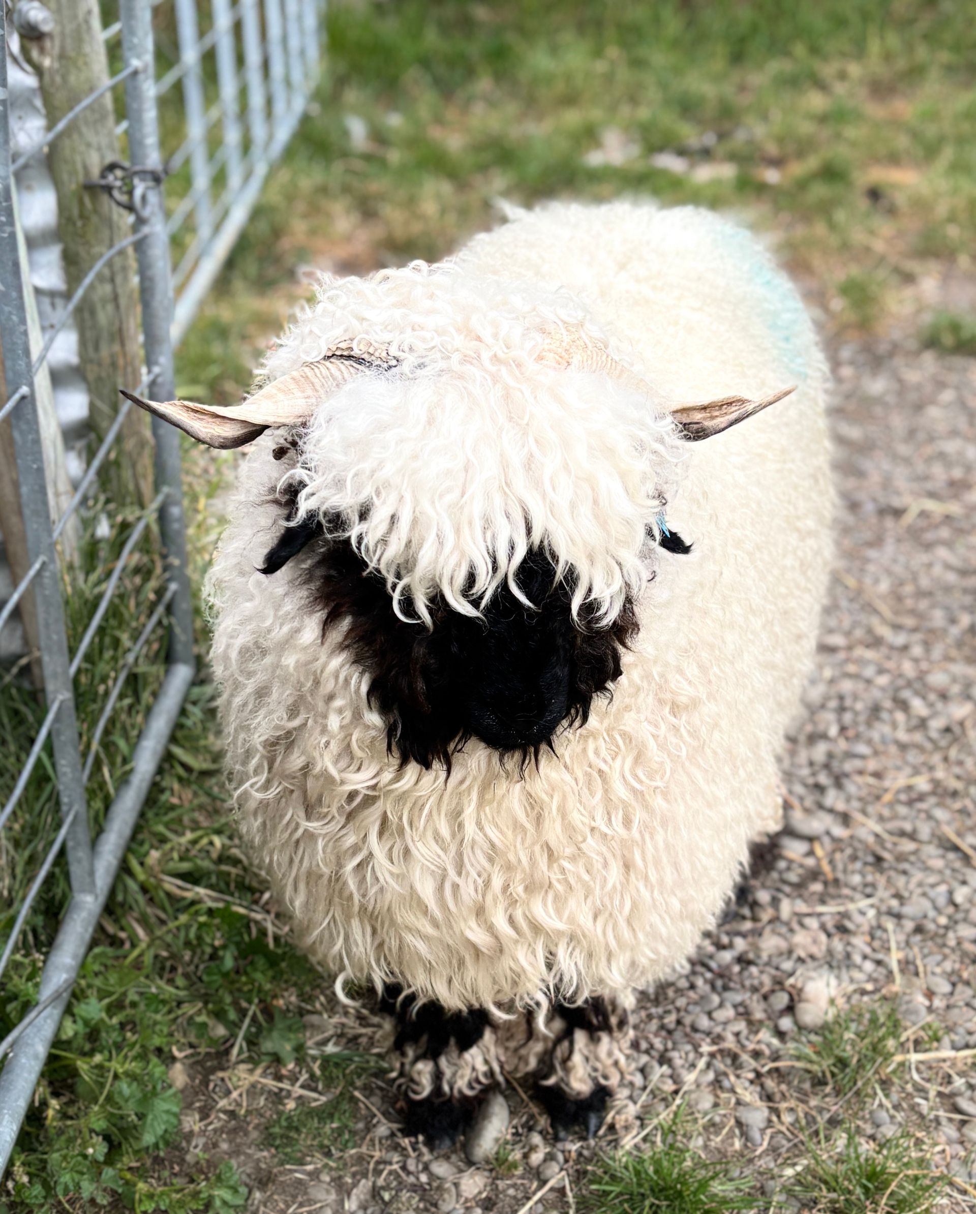 Parkdale Valais Blacknose Our Genetics Ewes Clarkson's Farm Maximum points Genetics Champion Valais Blacknose Ewe USA National Valais Blacknose Show and Sale 