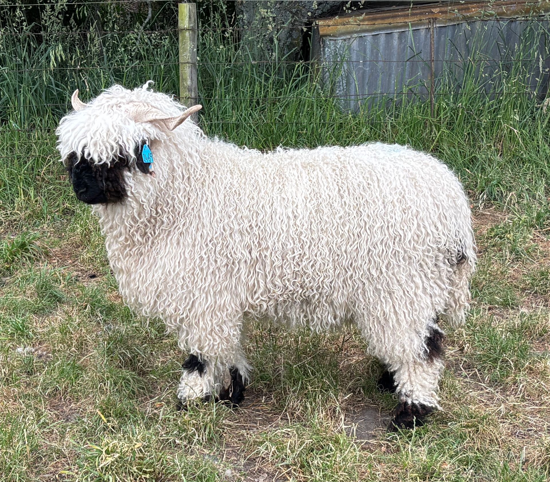 Parkdale Valais Blacknose Our Genetics Ewes Clarkson's Farm Maximum points Genetics Champion Valais Blacknose Ewe USA National Valais Blacknose Show and Sale 